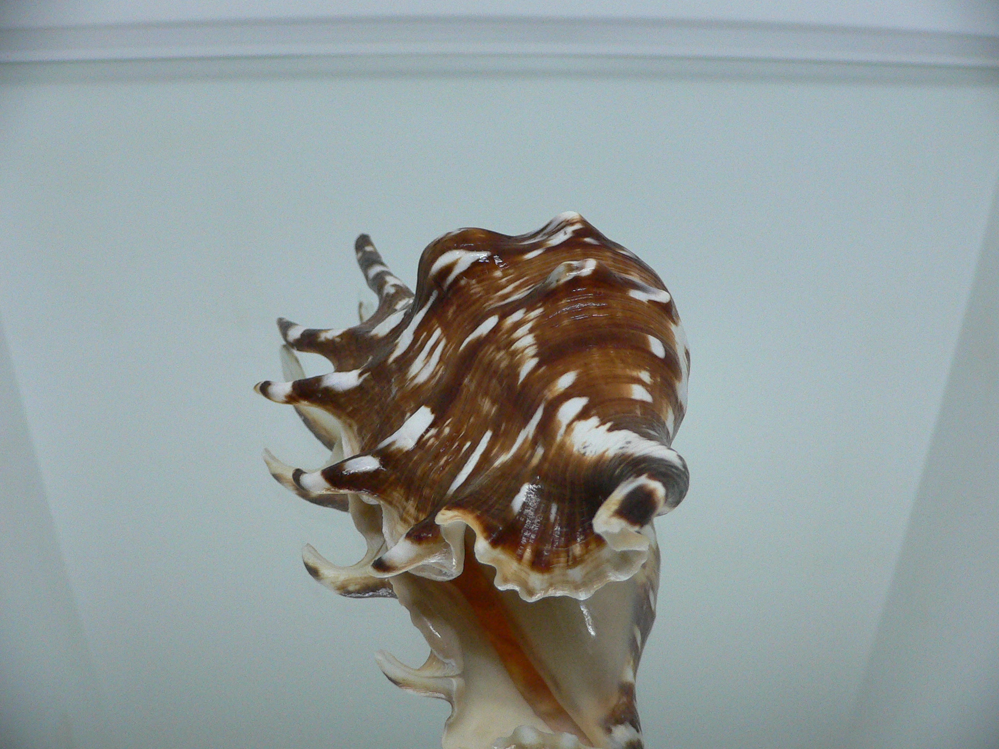 Lambis lambis SUPER DARK