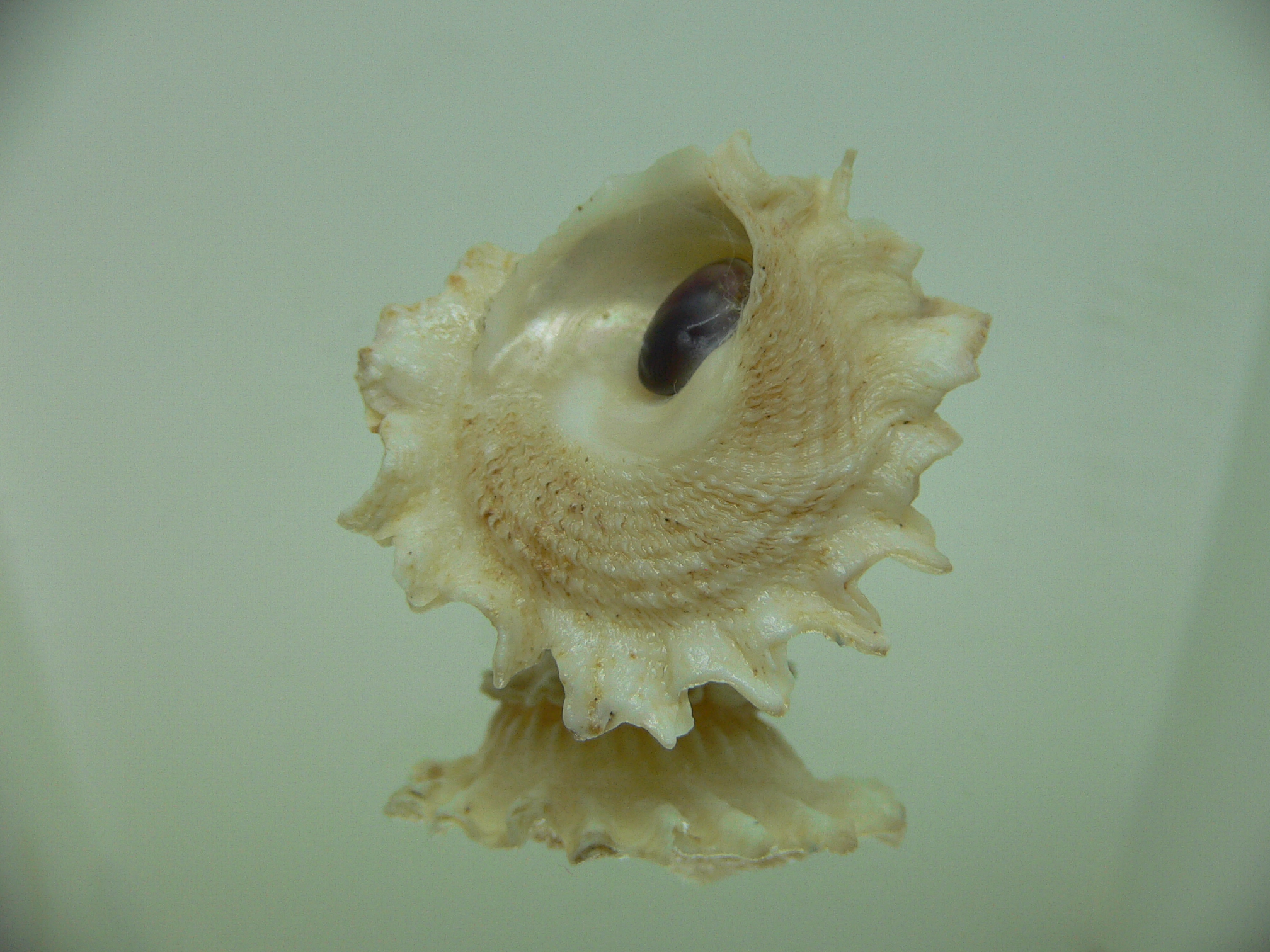 Astralium pileolum VERY GOOD SIZE