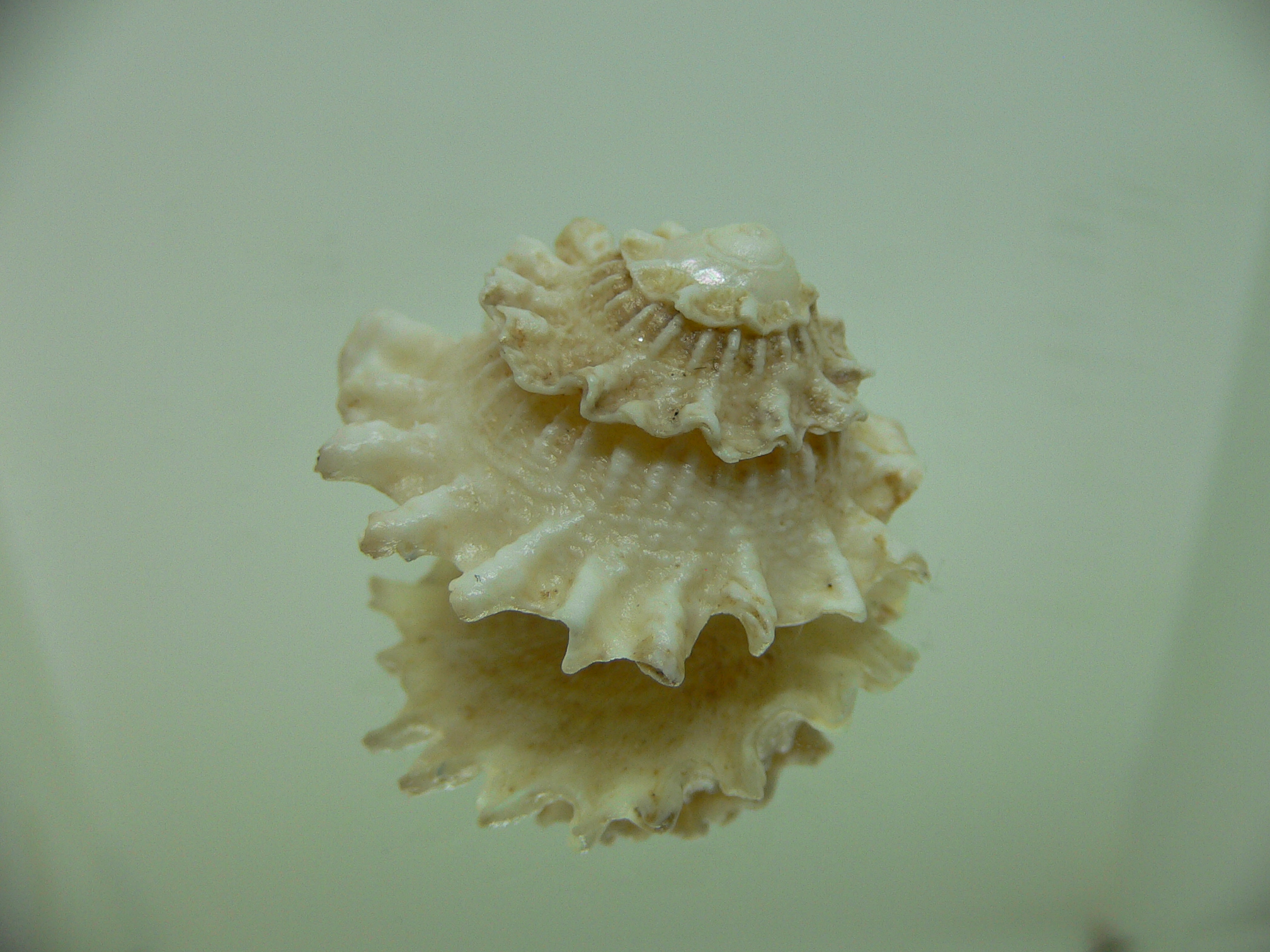 Astralium pileolum VERY GOOD SIZE