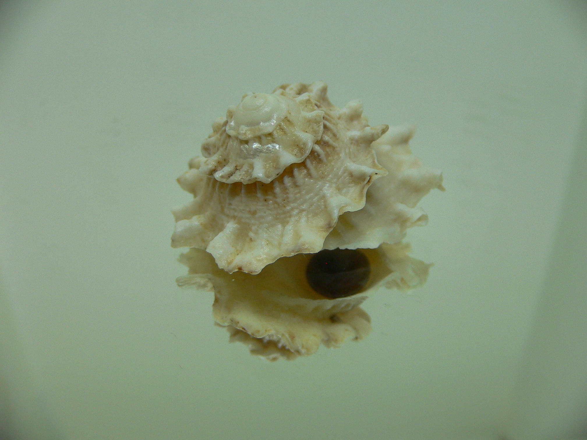 Astralium pileolum VERY GOOD SIZE