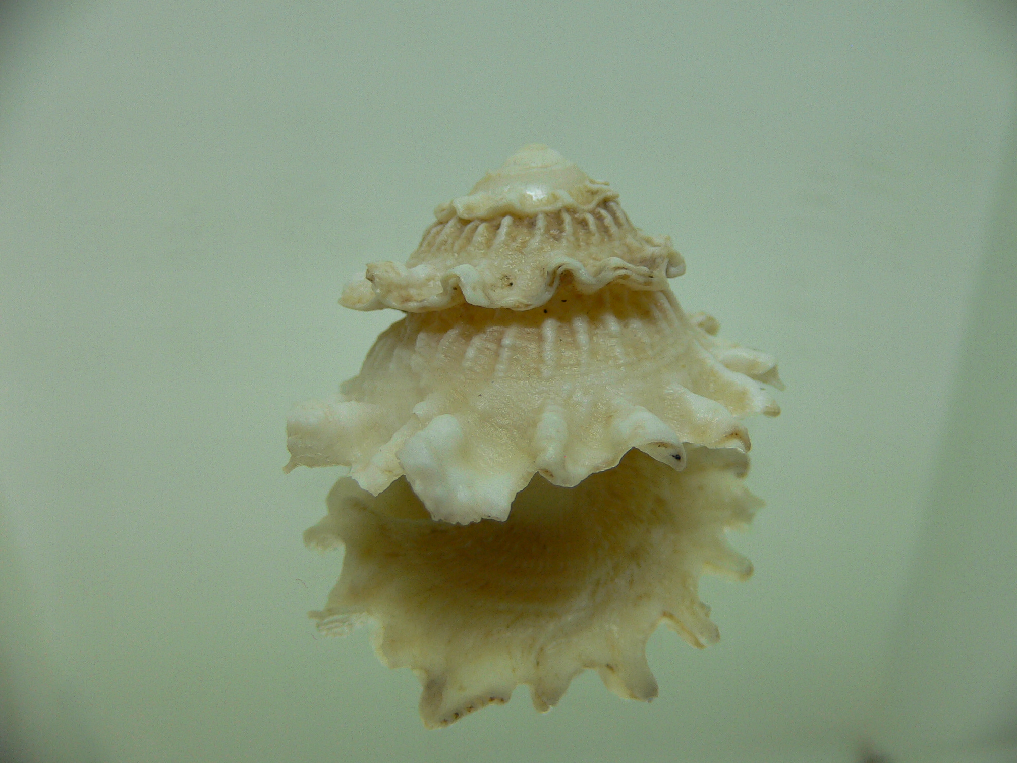 Astralium pileolum VERY GOOD SIZE