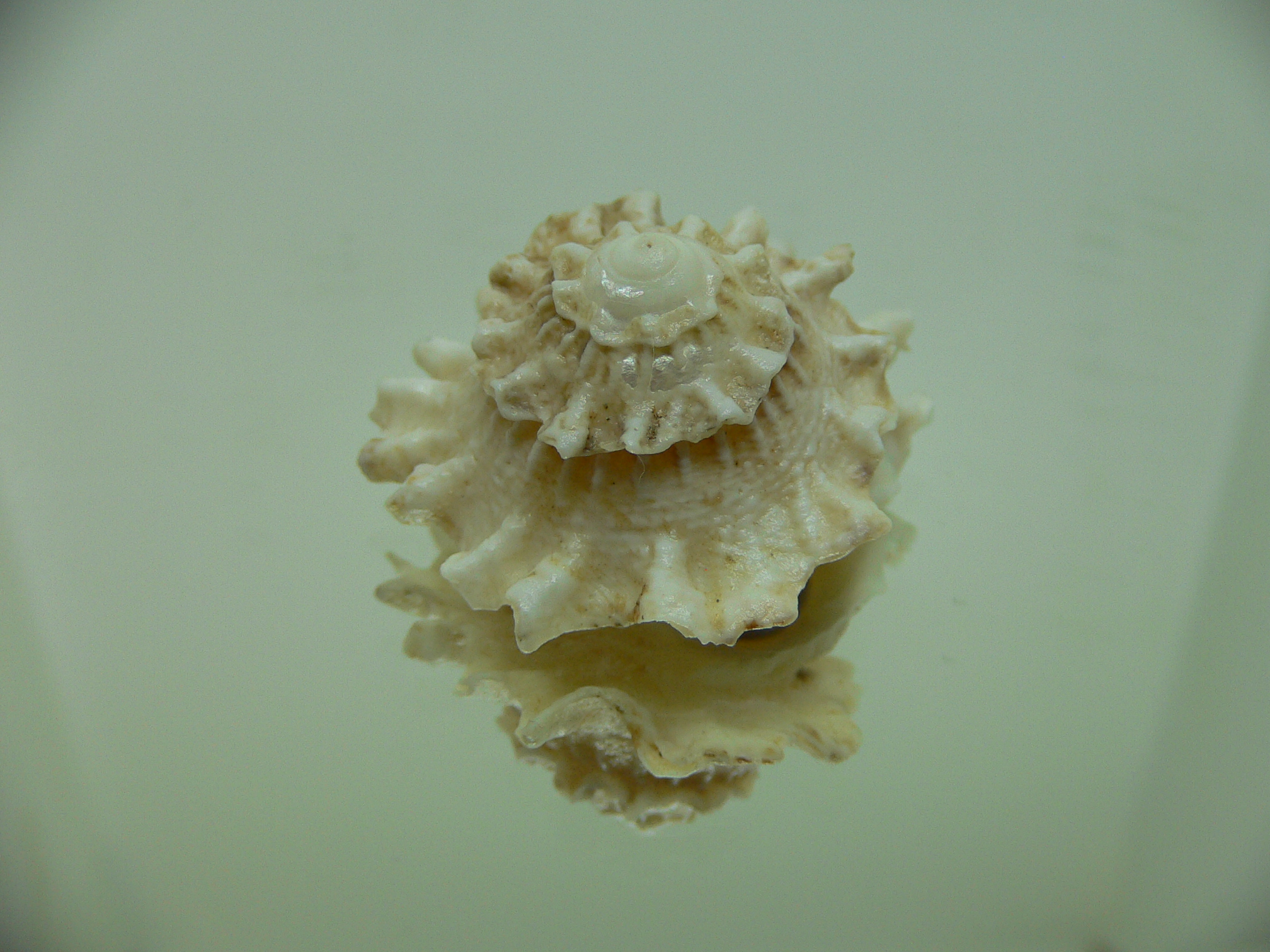 Astralium pileolum VERY GOOD SIZE
