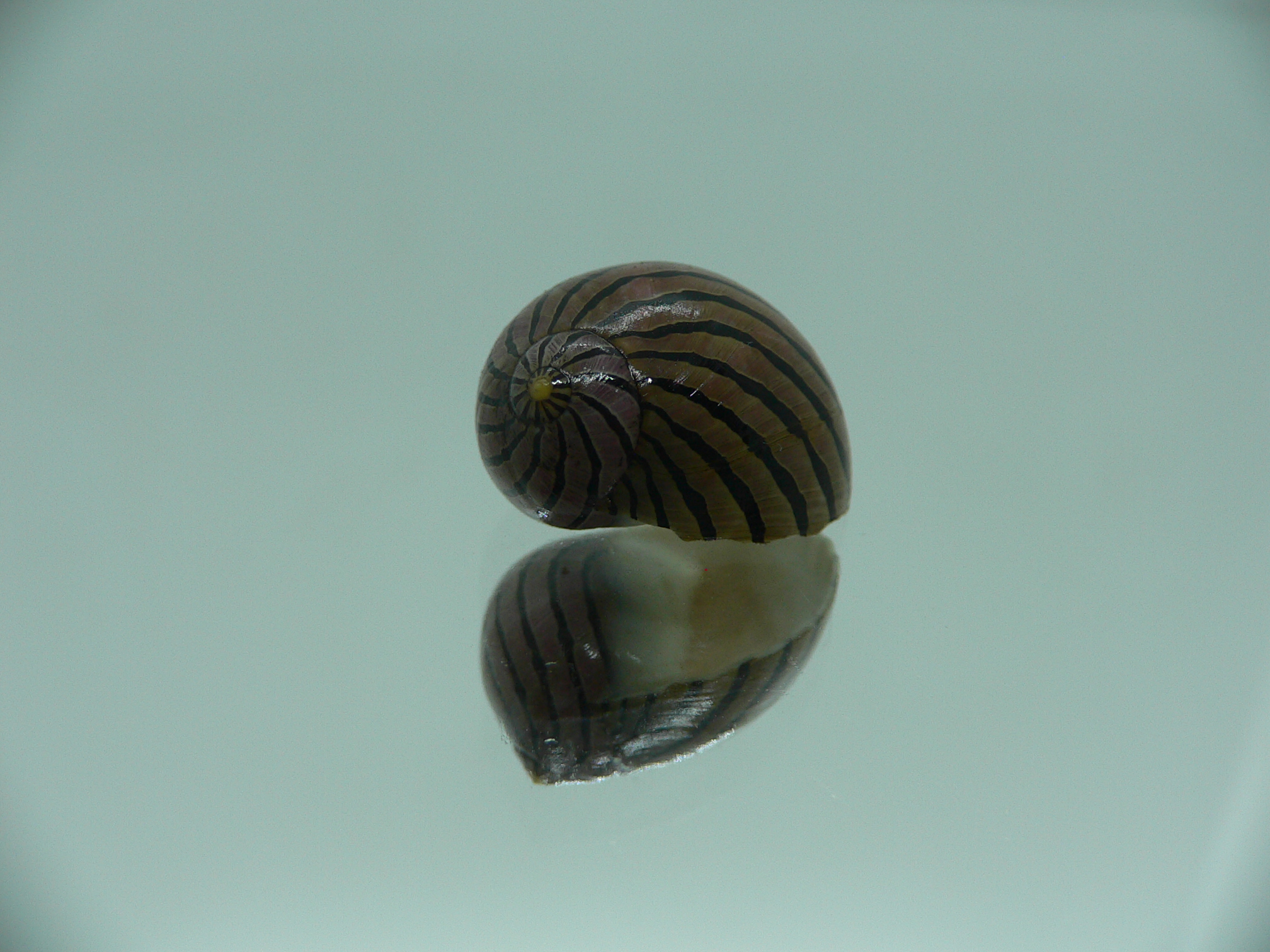 Neritina coromandeliana