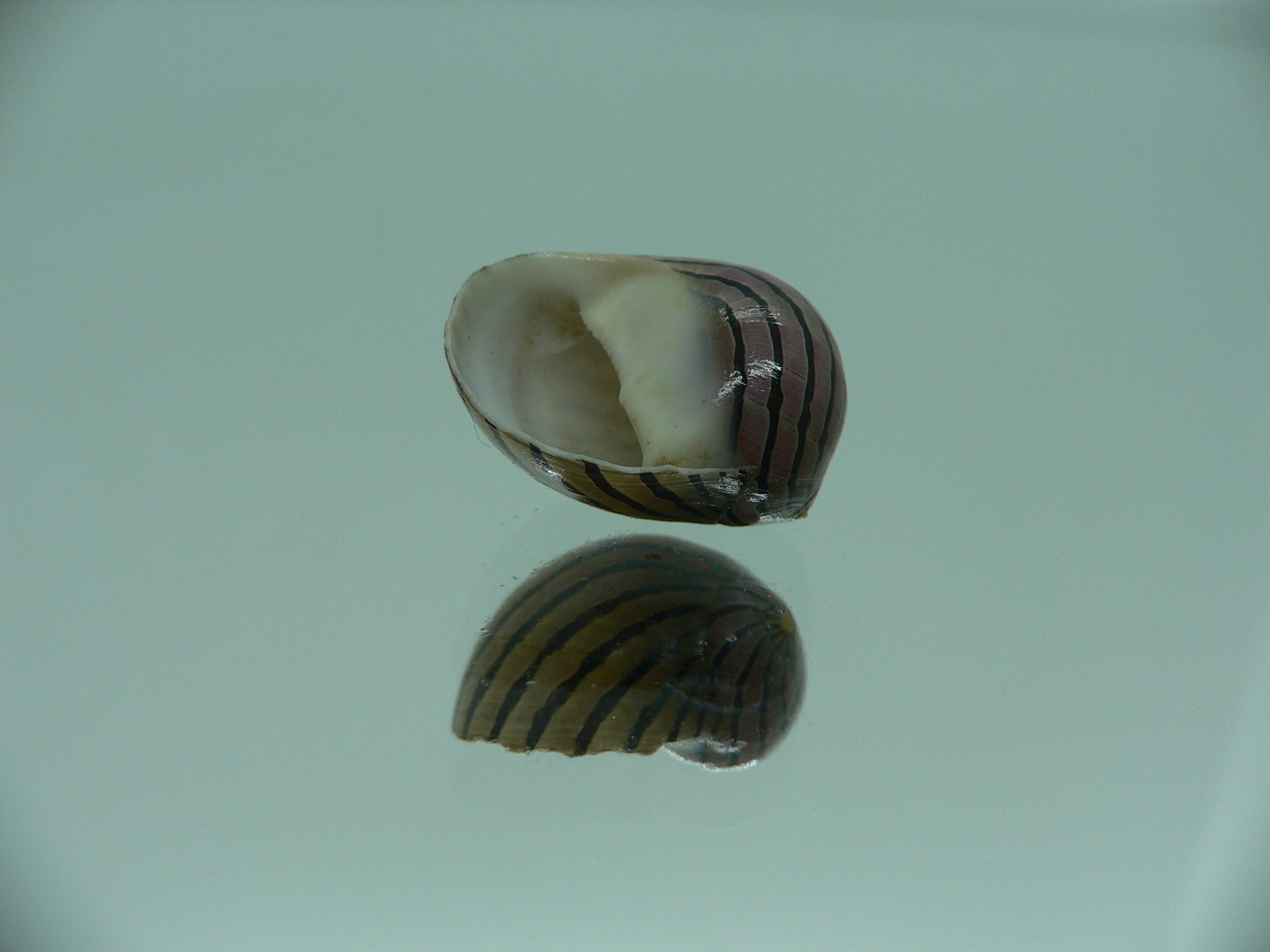 Neritina coromandeliana