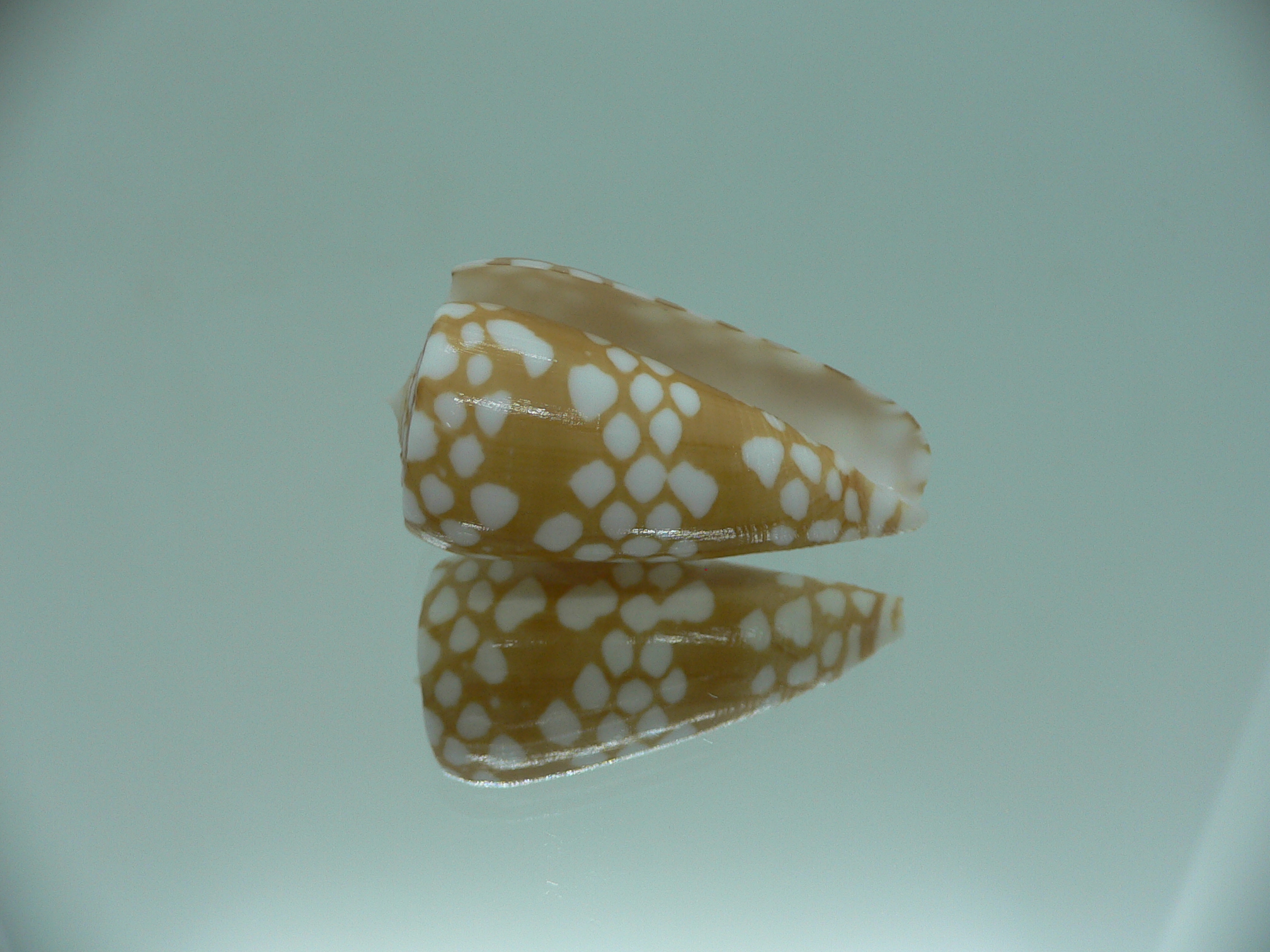 Conus cordigera IDEAL