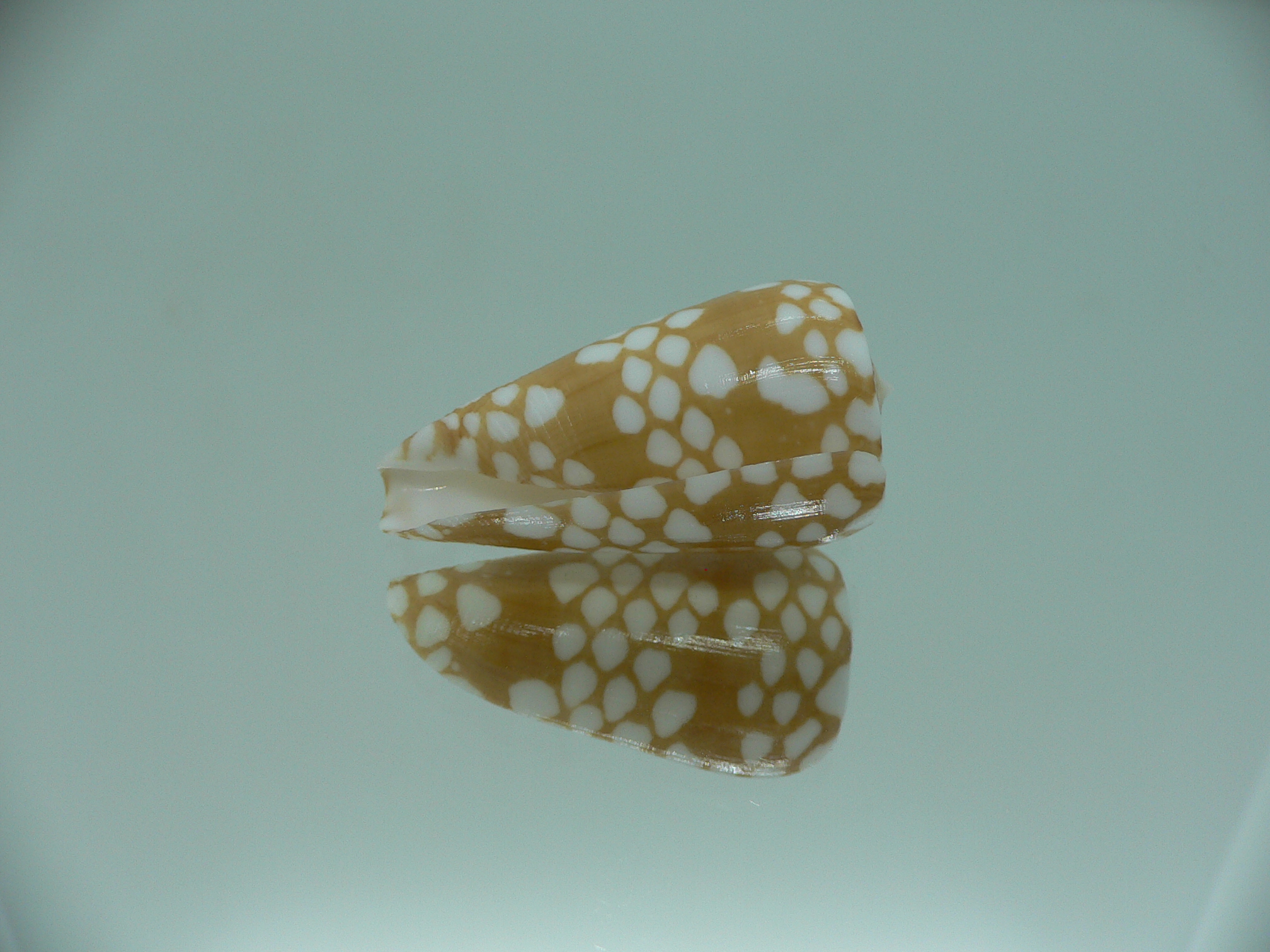 Conus cordigera IDEAL