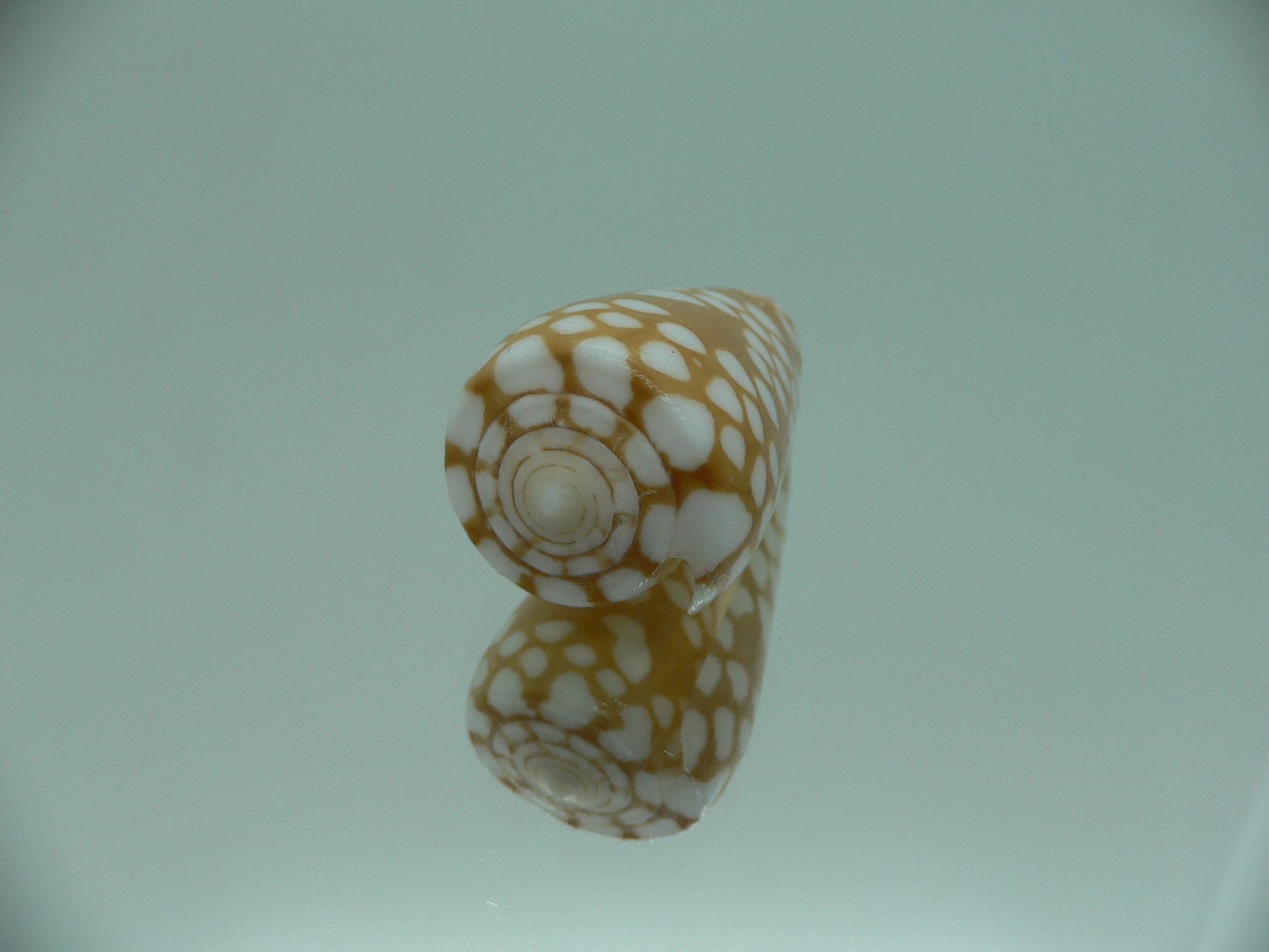 Conus cordigera IDEAL