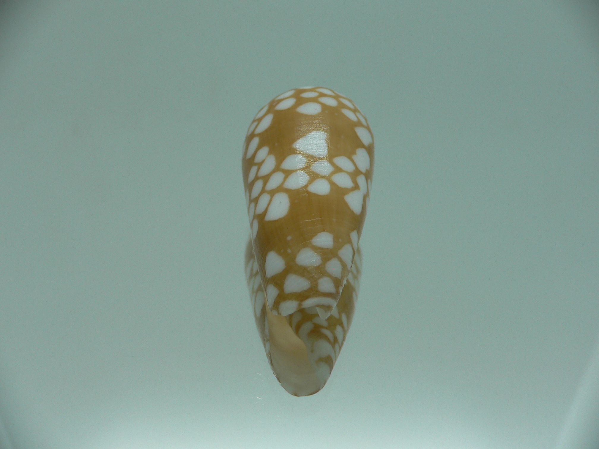 Conus cordigera IDEAL