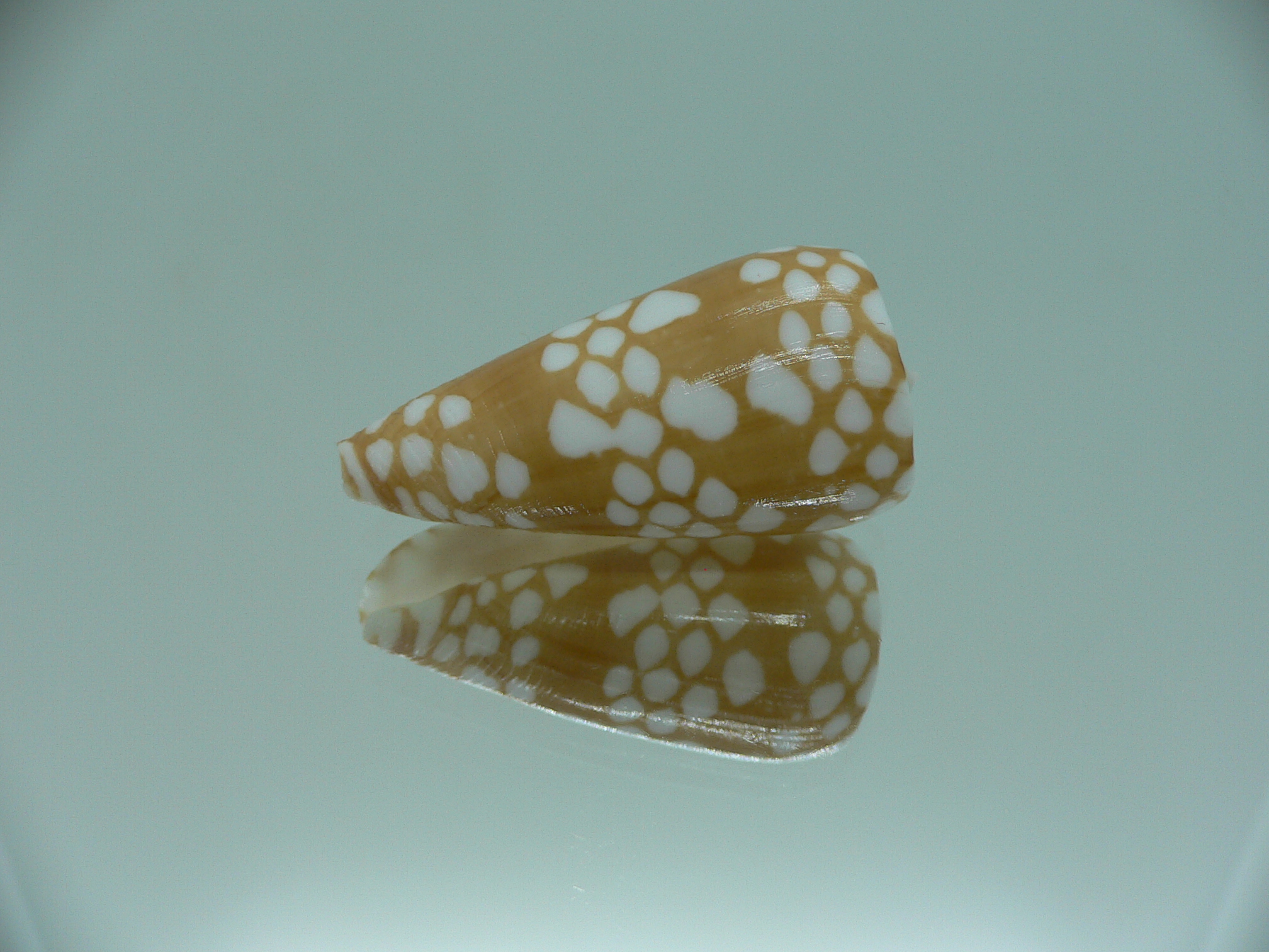 Conus cordigera IDEAL