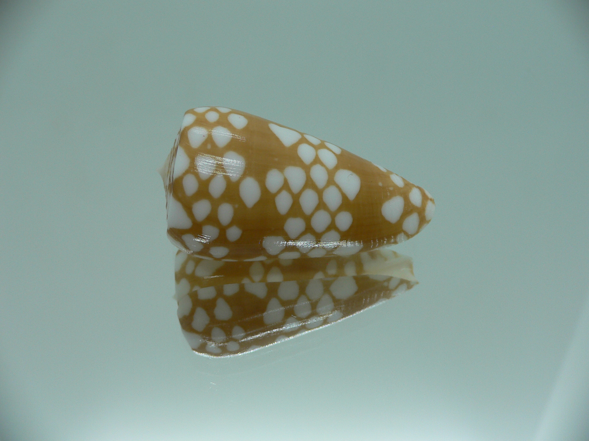 Conus cordigera IDEAL