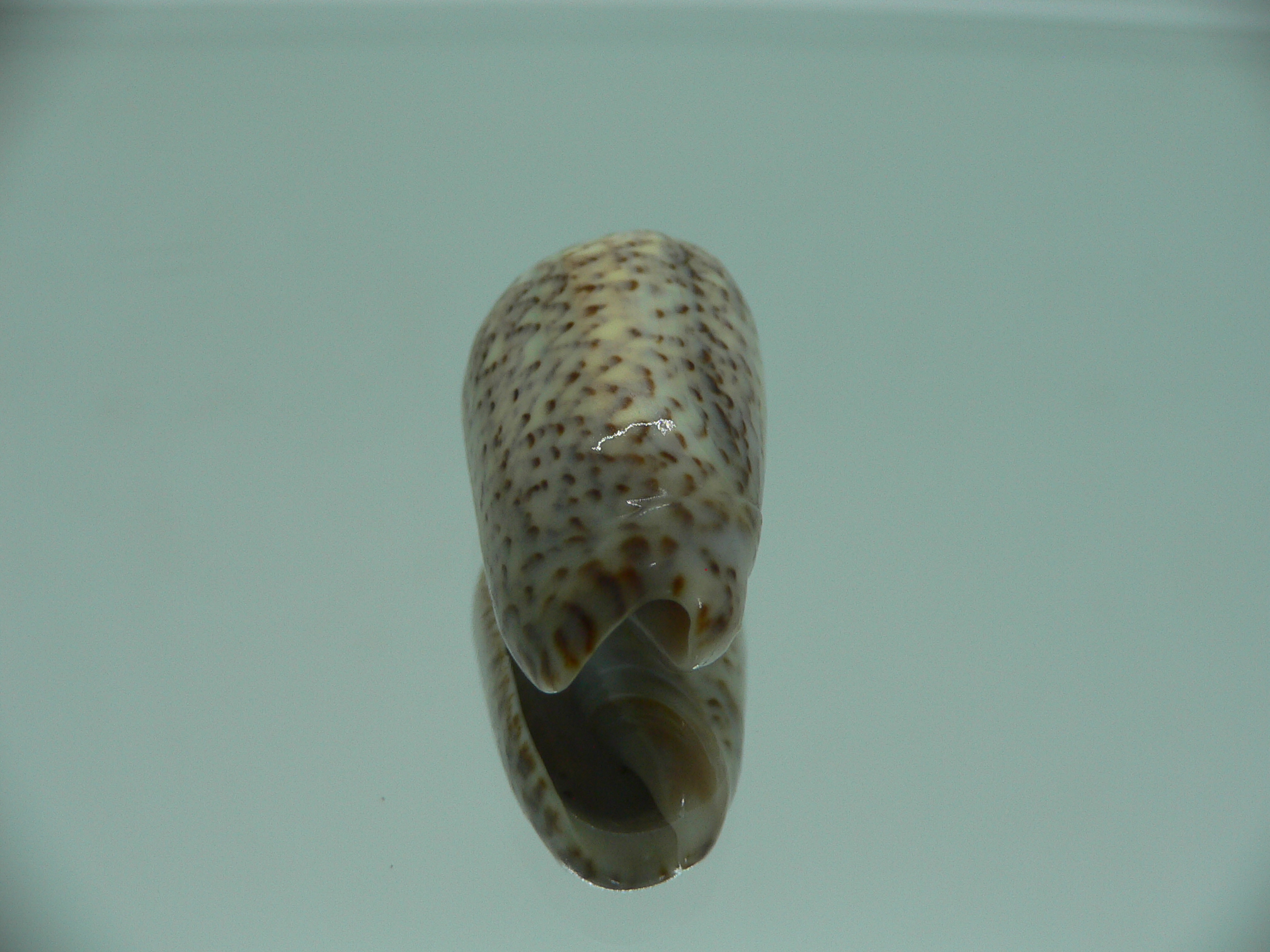 Oliva spicata (RARE & BIG