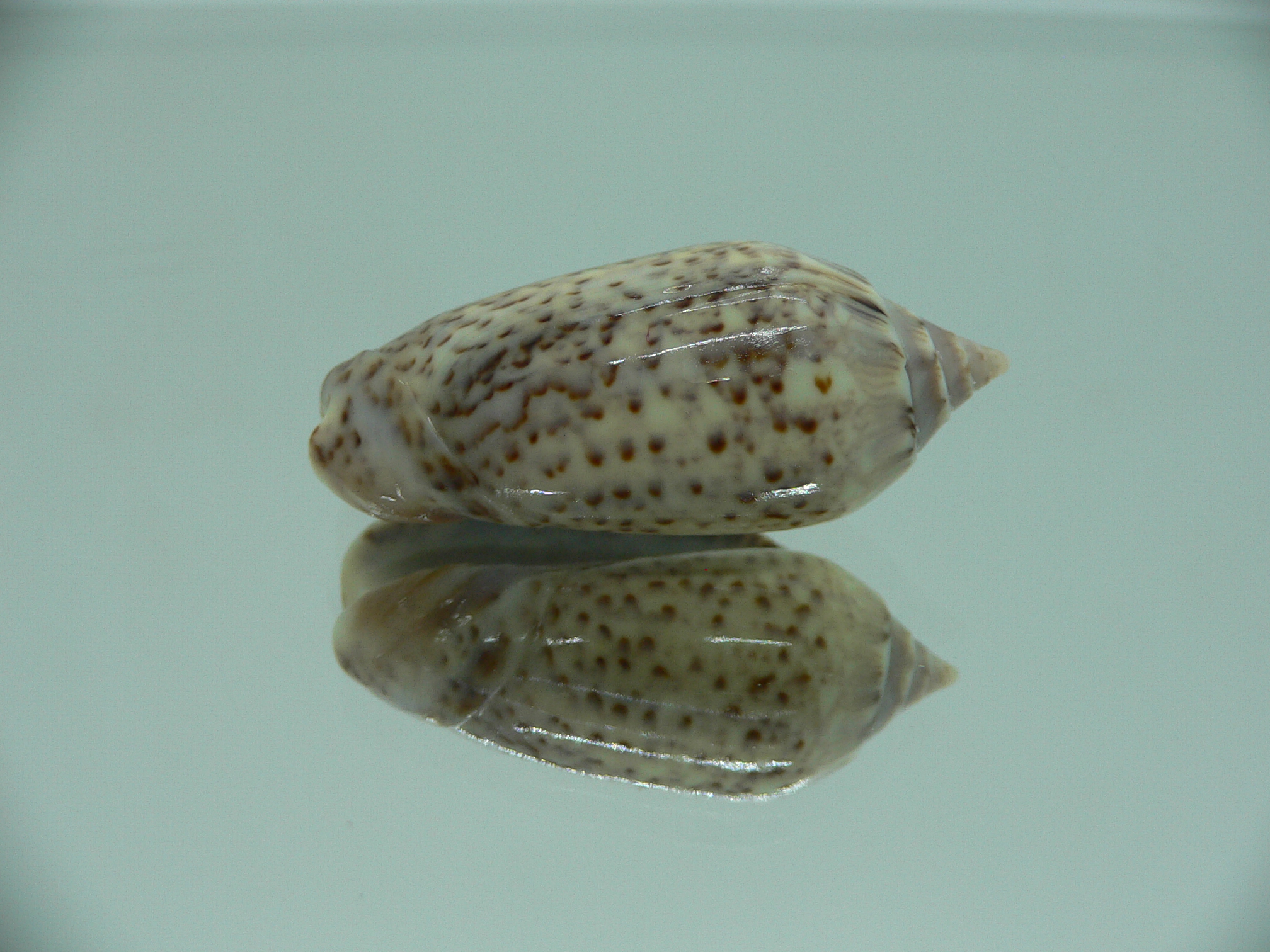 Oliva spicata (RARE & BIG