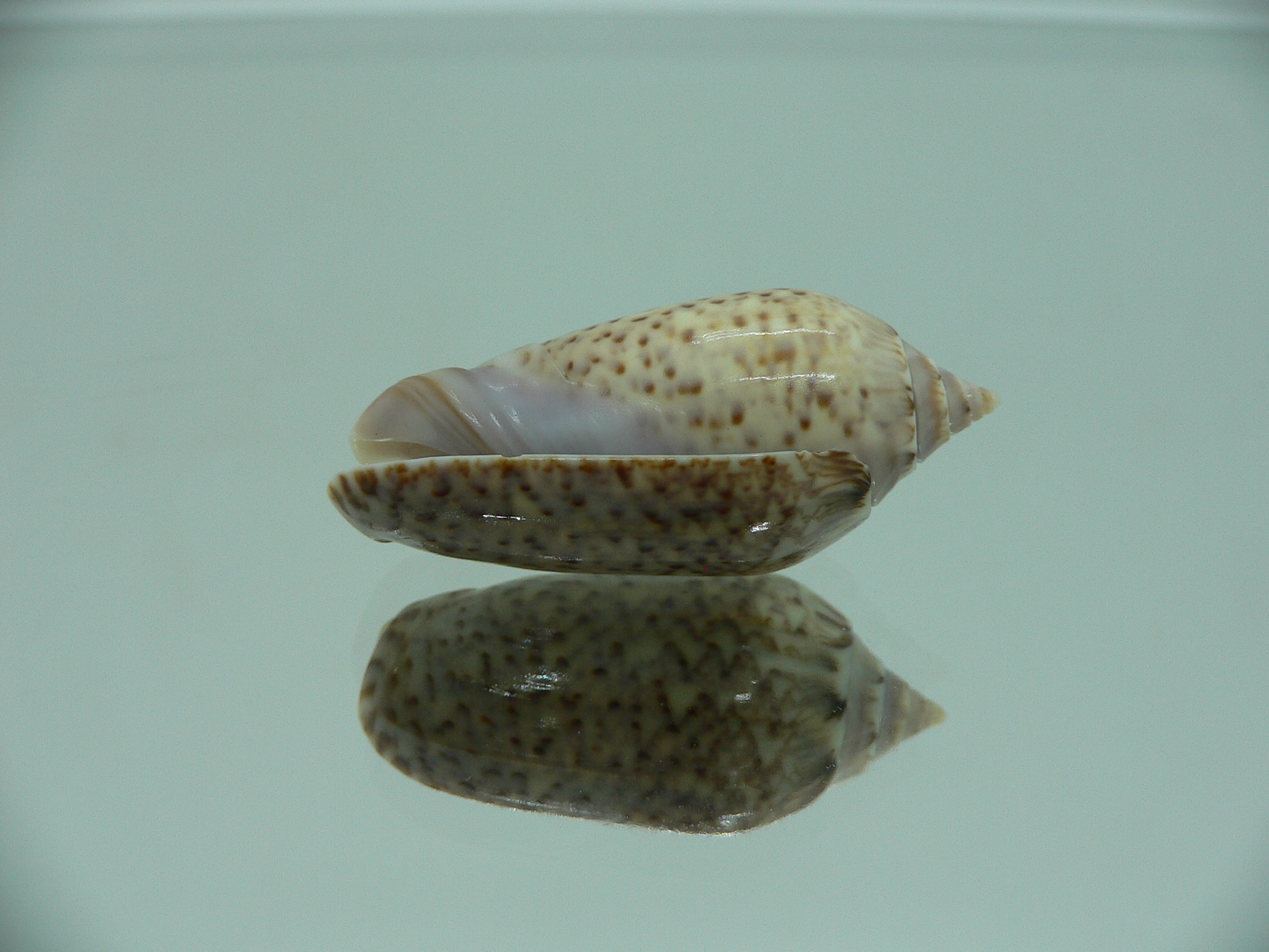 Oliva spicata (RARE & BIG