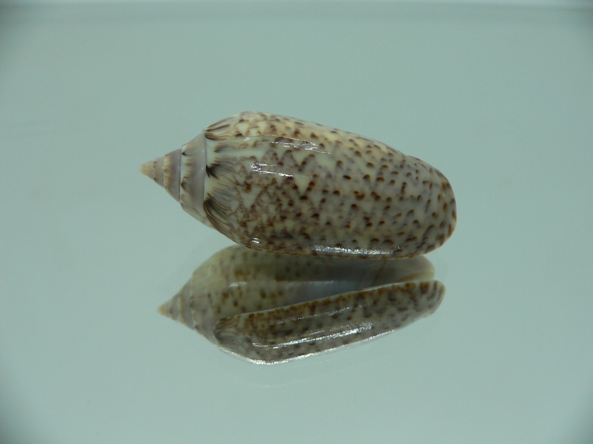 Oliva spicata (RARE & BIG