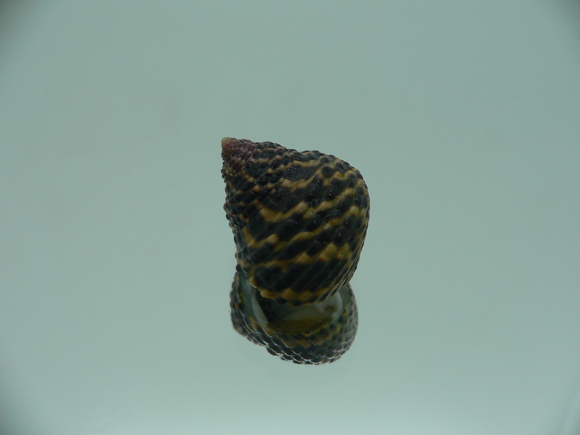 Monodonta labio labio SUPER COLORS