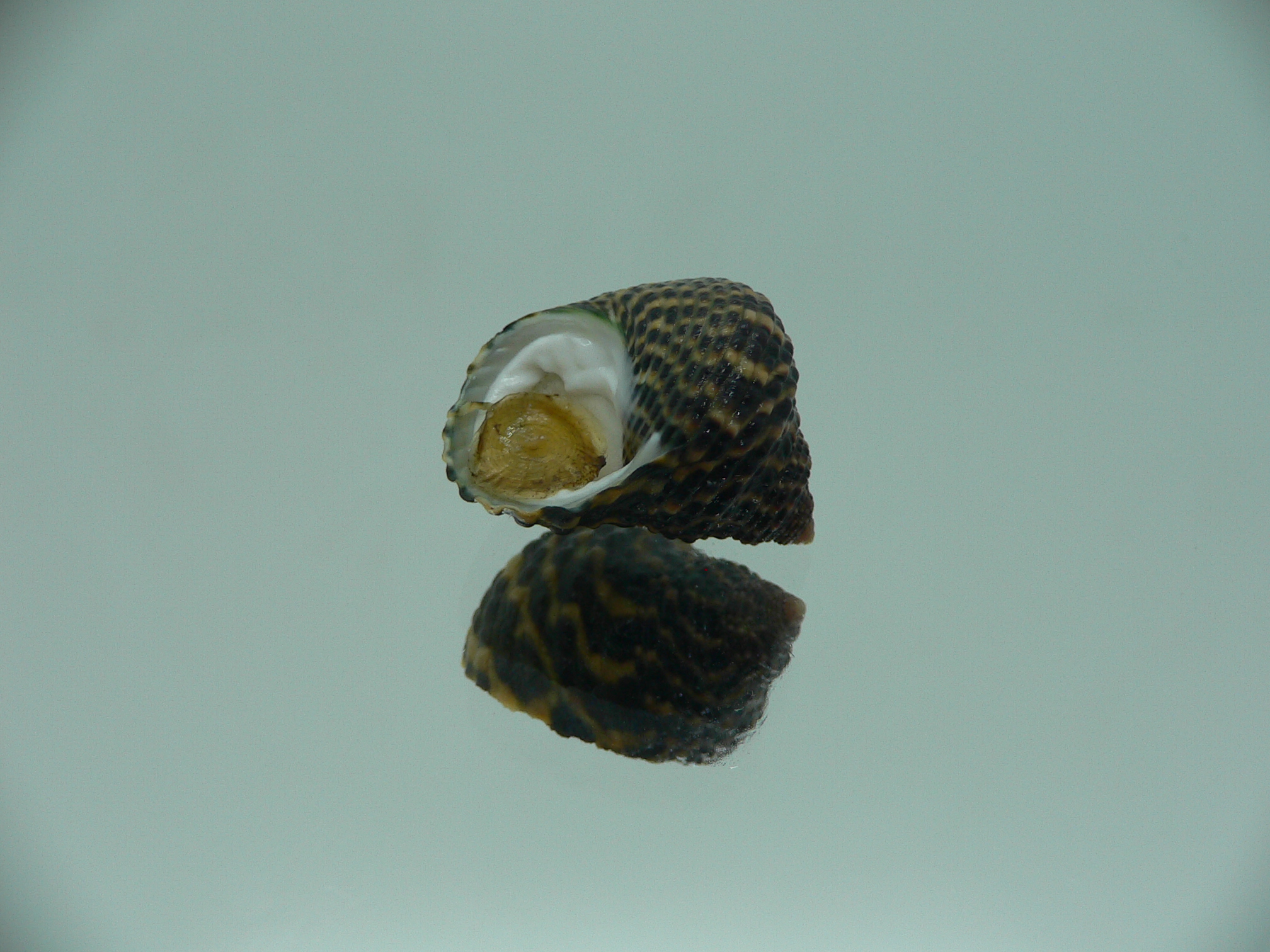 Monodonta labio labio SUPER COLORS