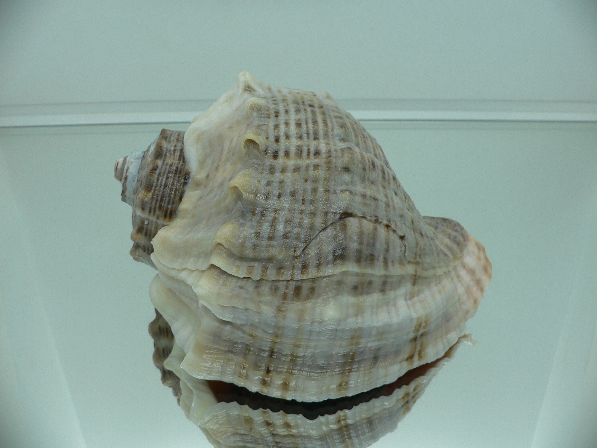 Rapana venosa LIGHT LIP