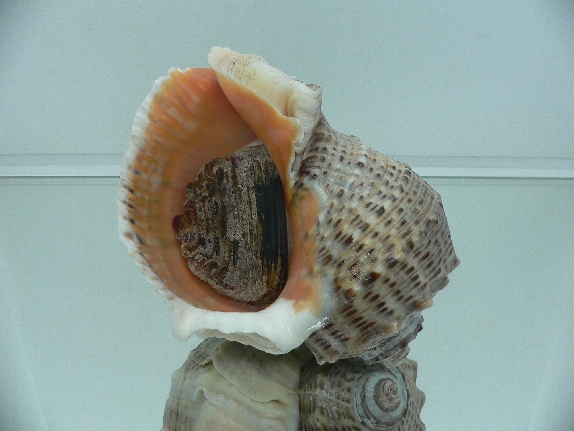Rapana venosa LIGHT LIP