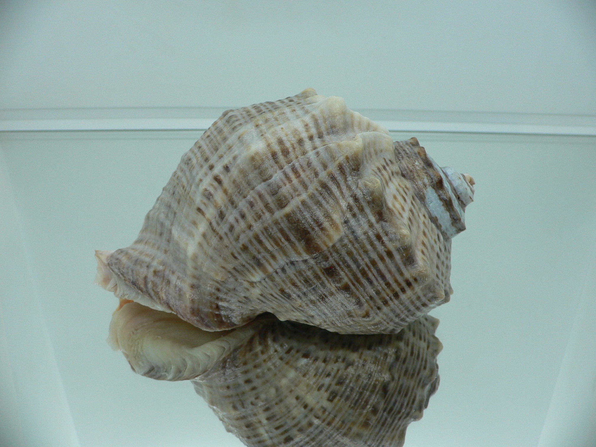 Rapana venosa LIGHT LIP