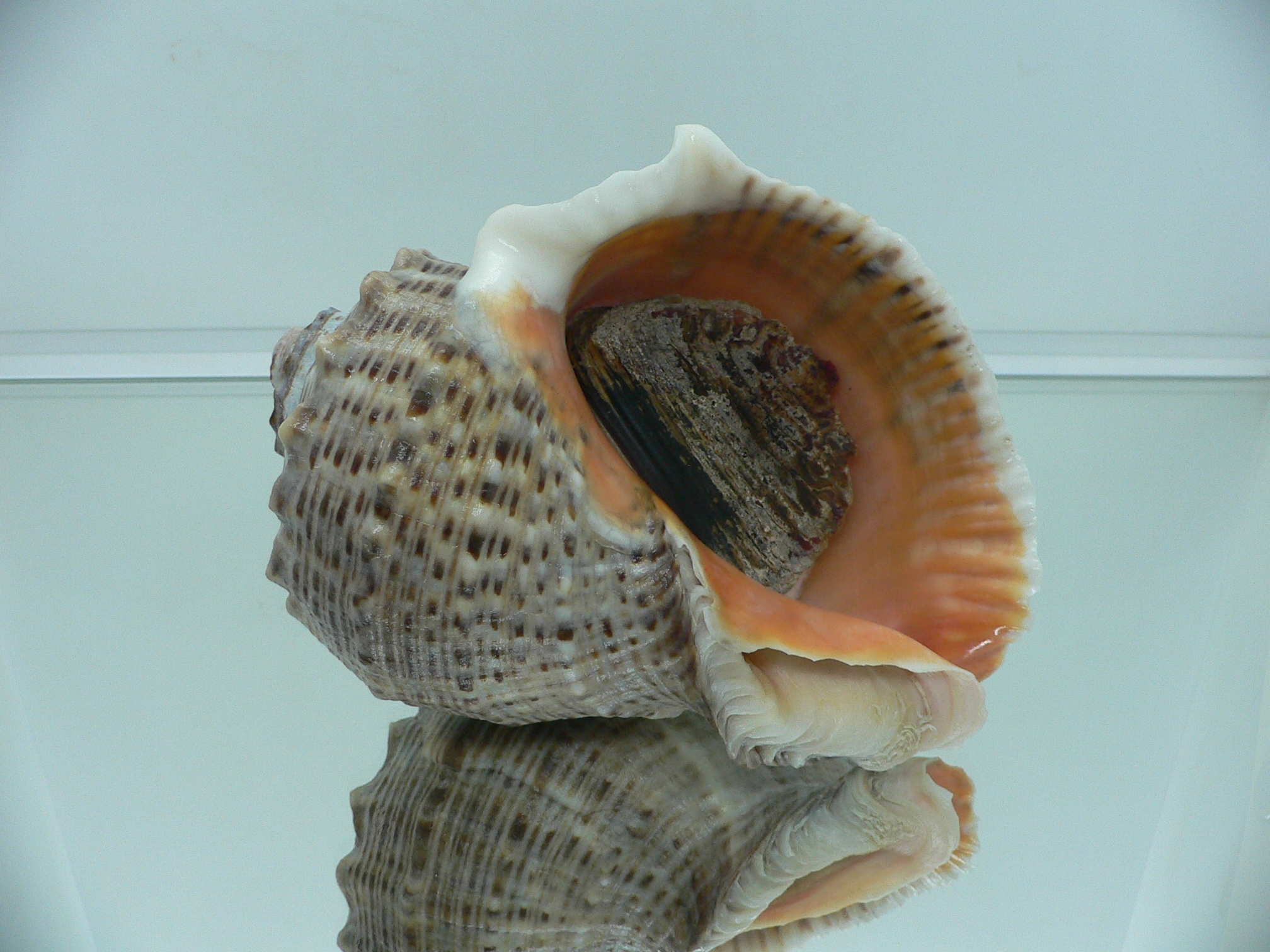 Rapana venosa LIGHT LIP