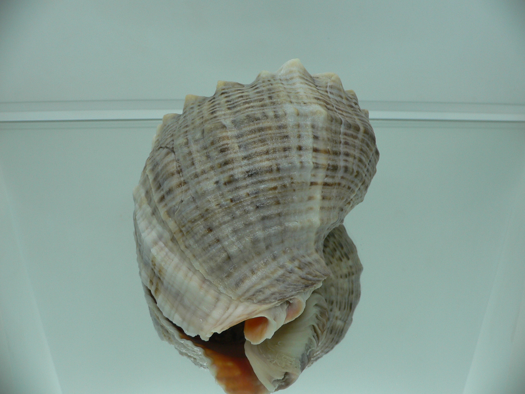 Rapana venosa LIGHT LIP