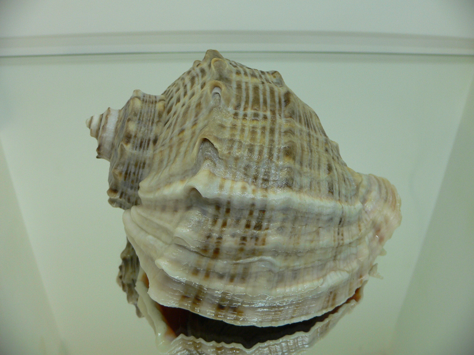 Rapana venosa ALBINO