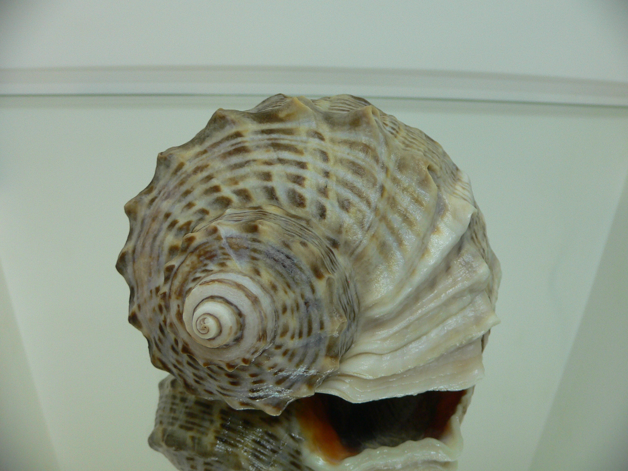 Rapana venosa ALBINO
