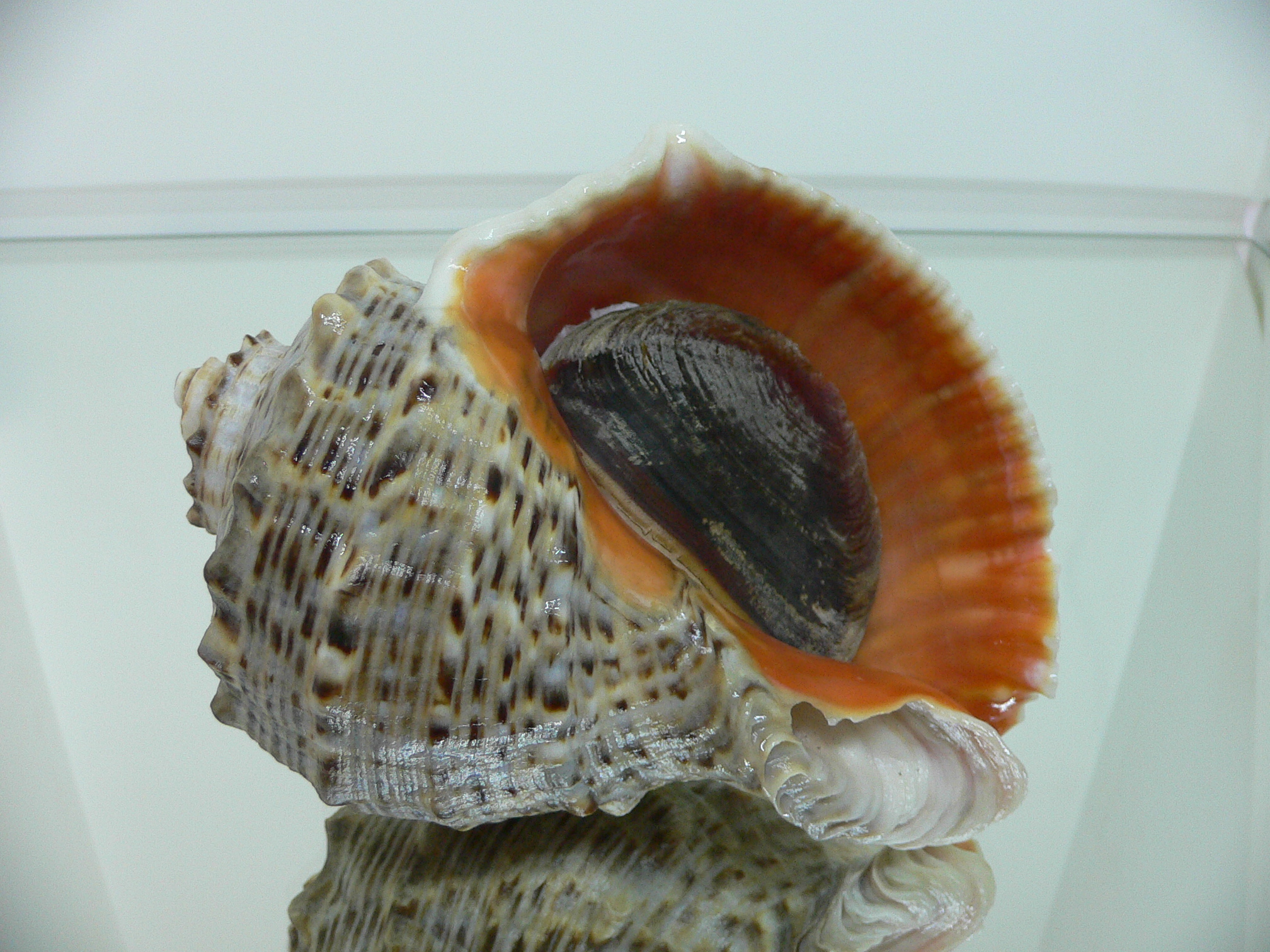 Rapana venosa ALBINO