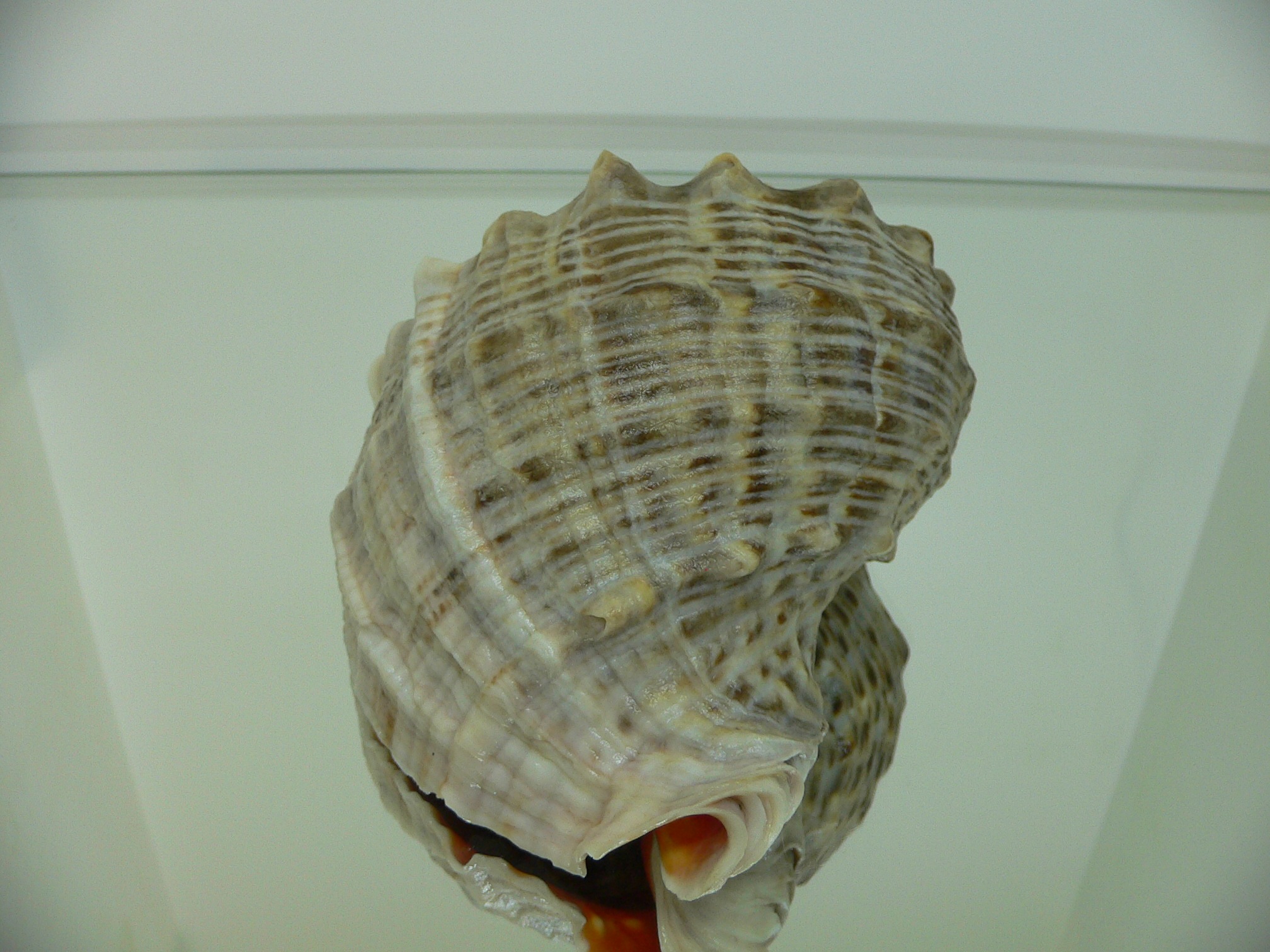 Rapana venosa ALBINO
