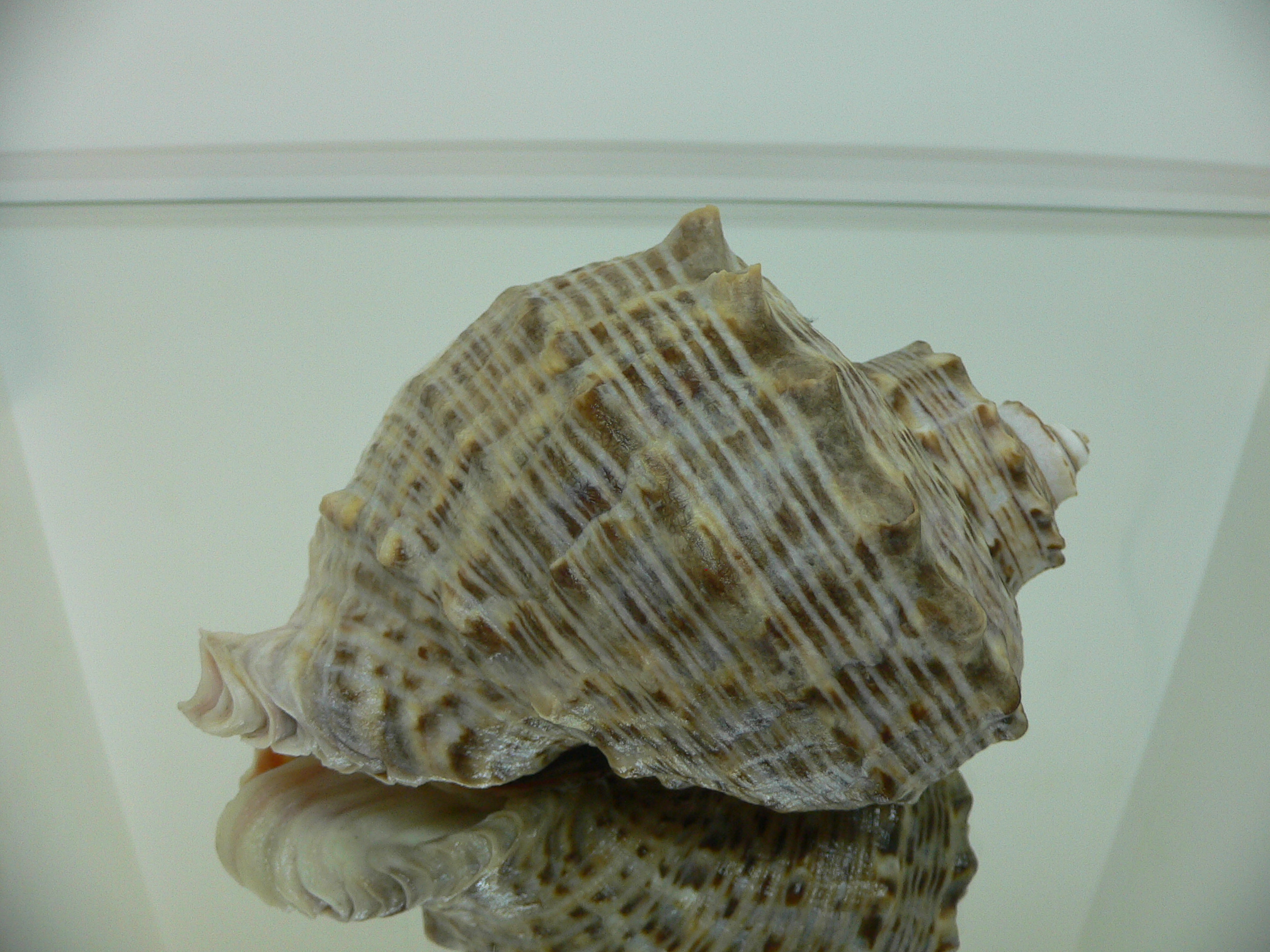 Rapana venosa ALBINO