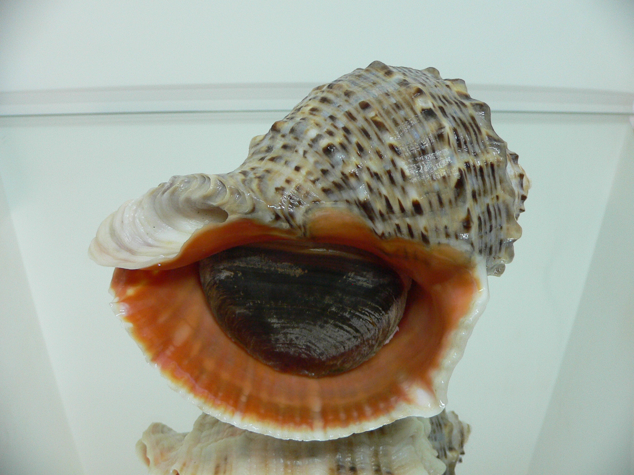 Rapana venosa ALBINO