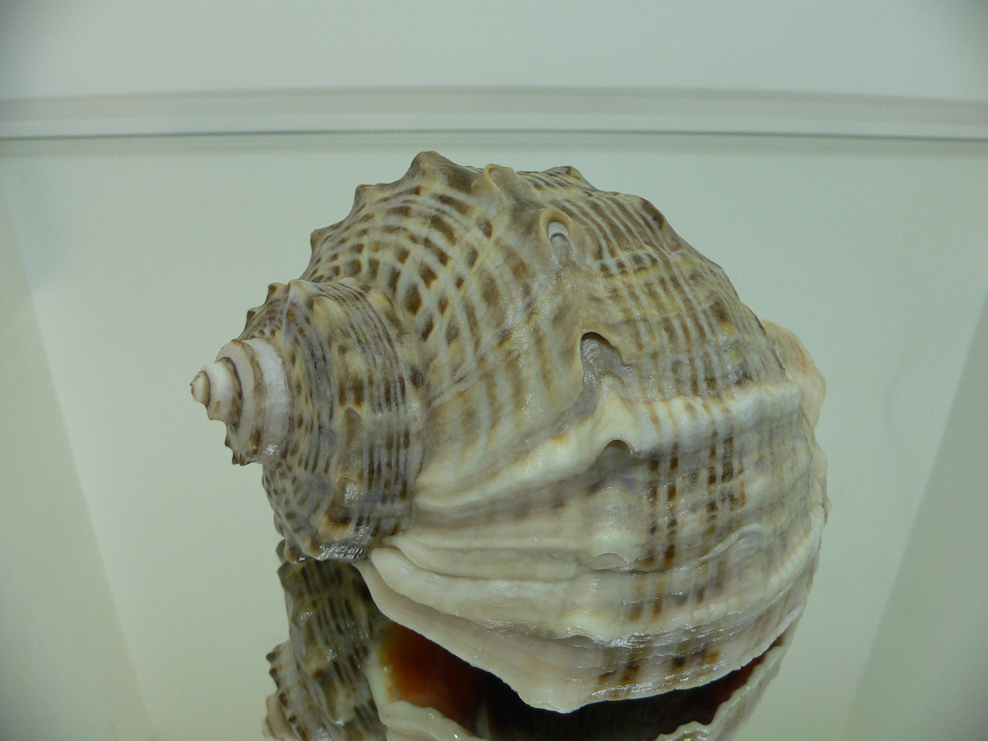 Rapana venosa ALBINO