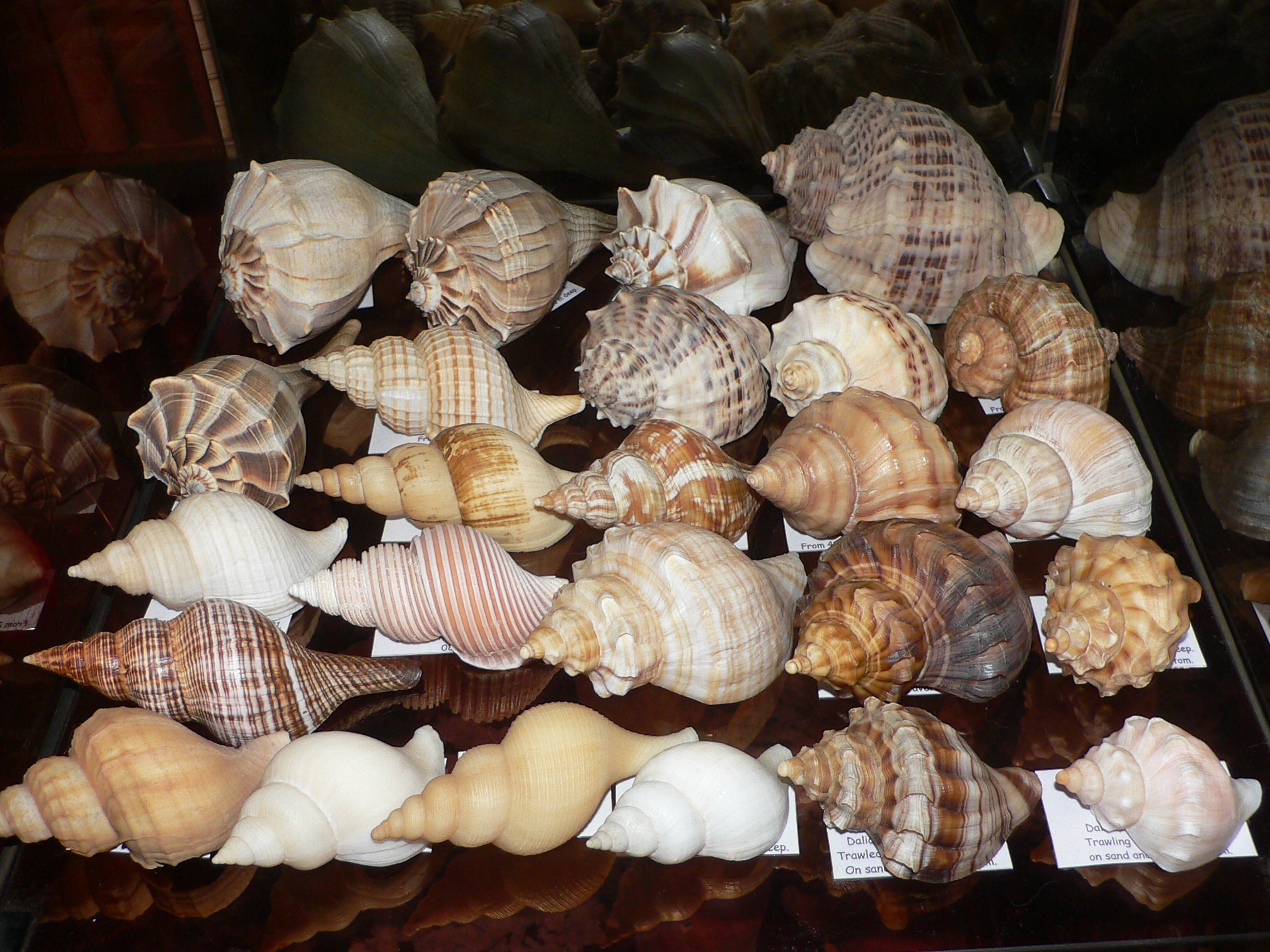 Rapana venosa ALBINO