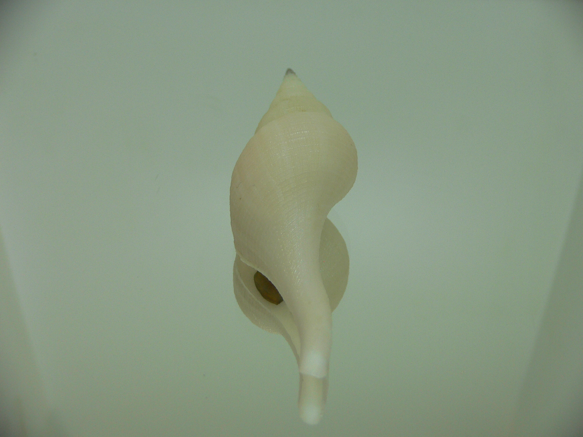 Chryseofusus hyphalus SUPER