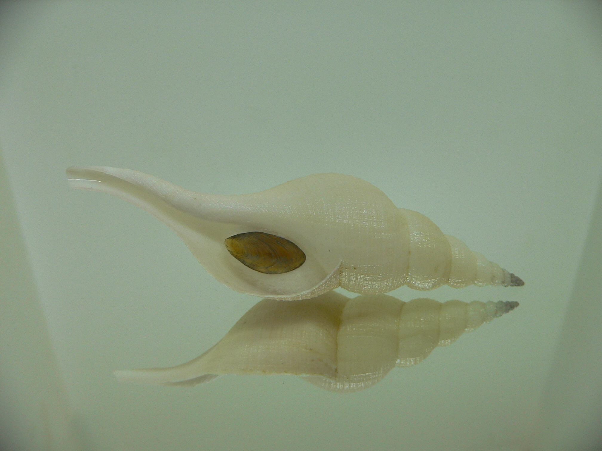 Chryseofusus hyphalus SUPER