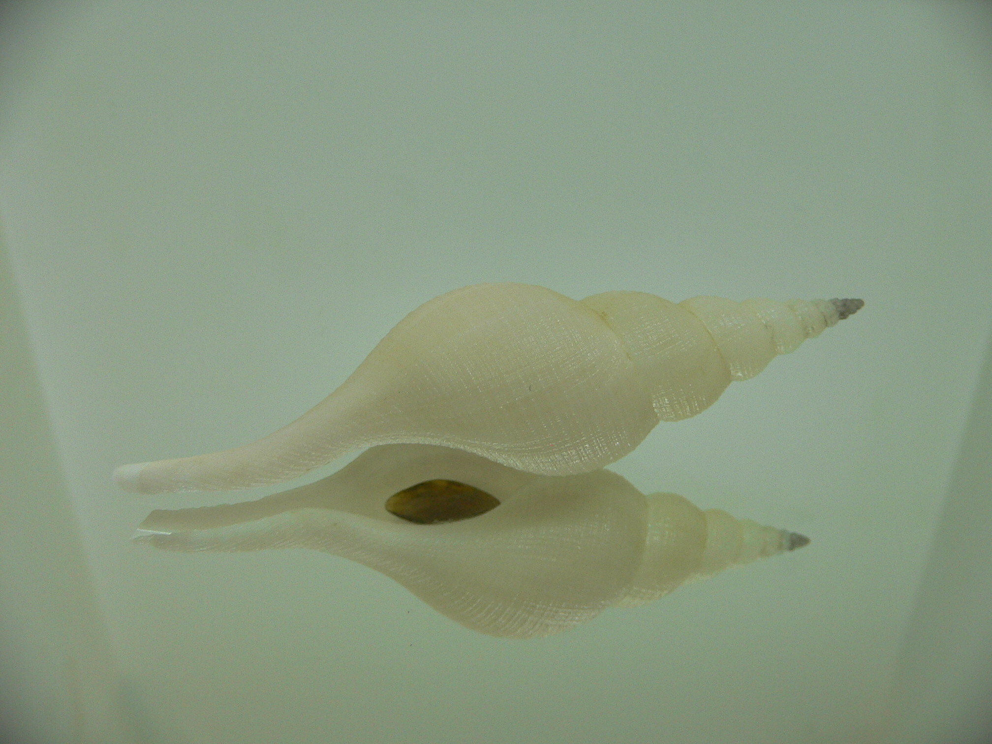 Chryseofusus hyphalus SUPER