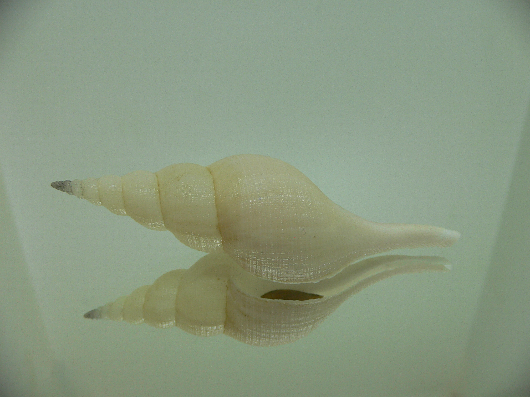 Chryseofusus hyphalus SUPER