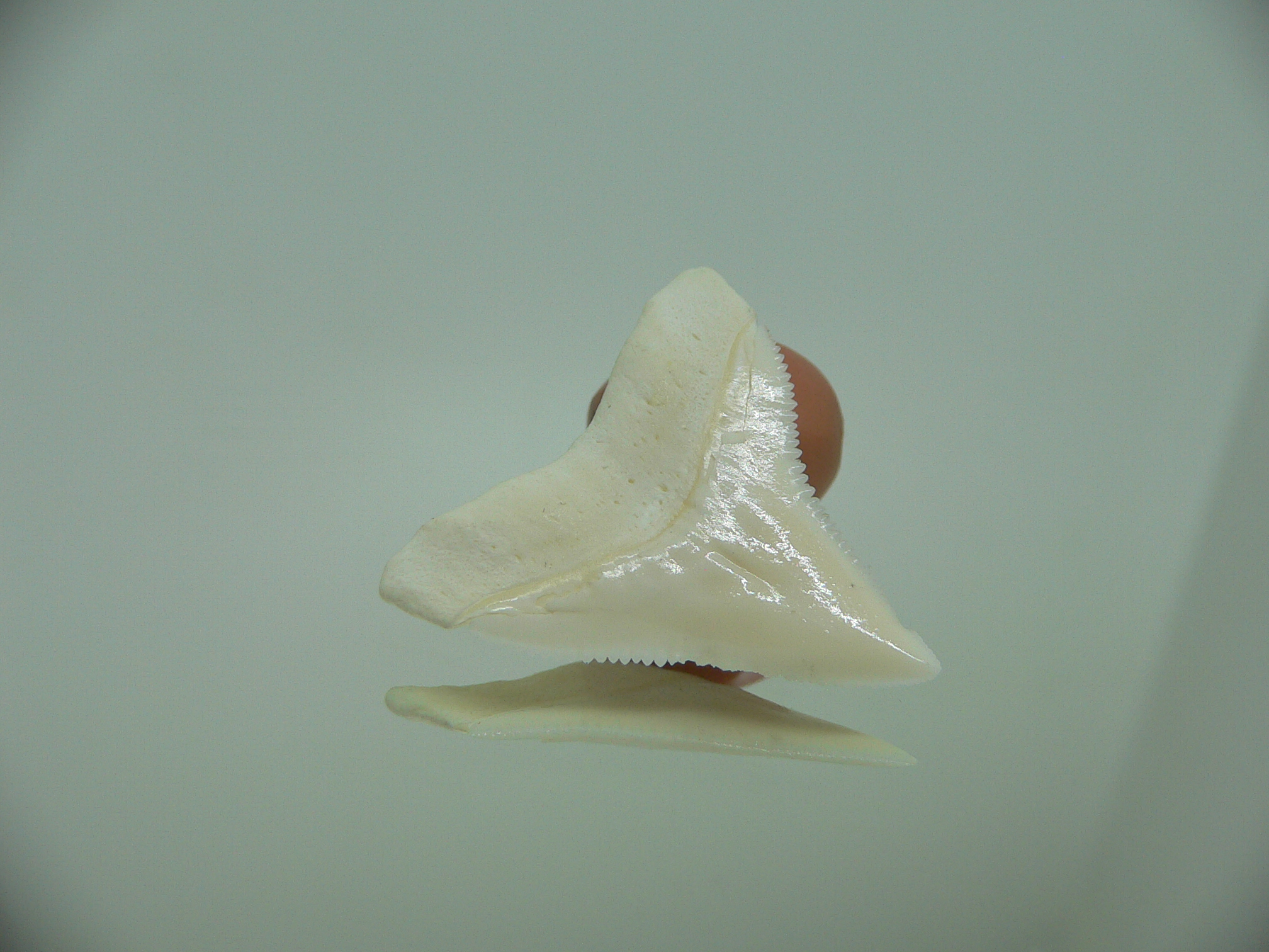 Carcharhinus leucas Зуб БЫЧЬЕЙ акулы 2