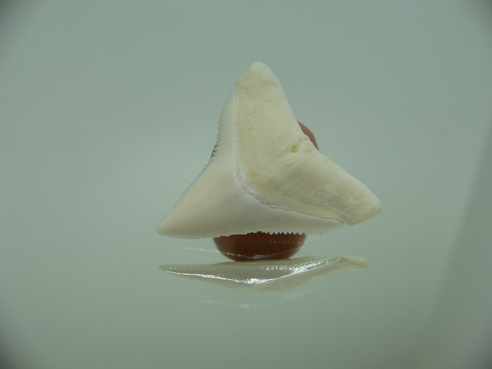 Carcharhinus leucas Зуб БЫЧЬЕЙ акулы 2