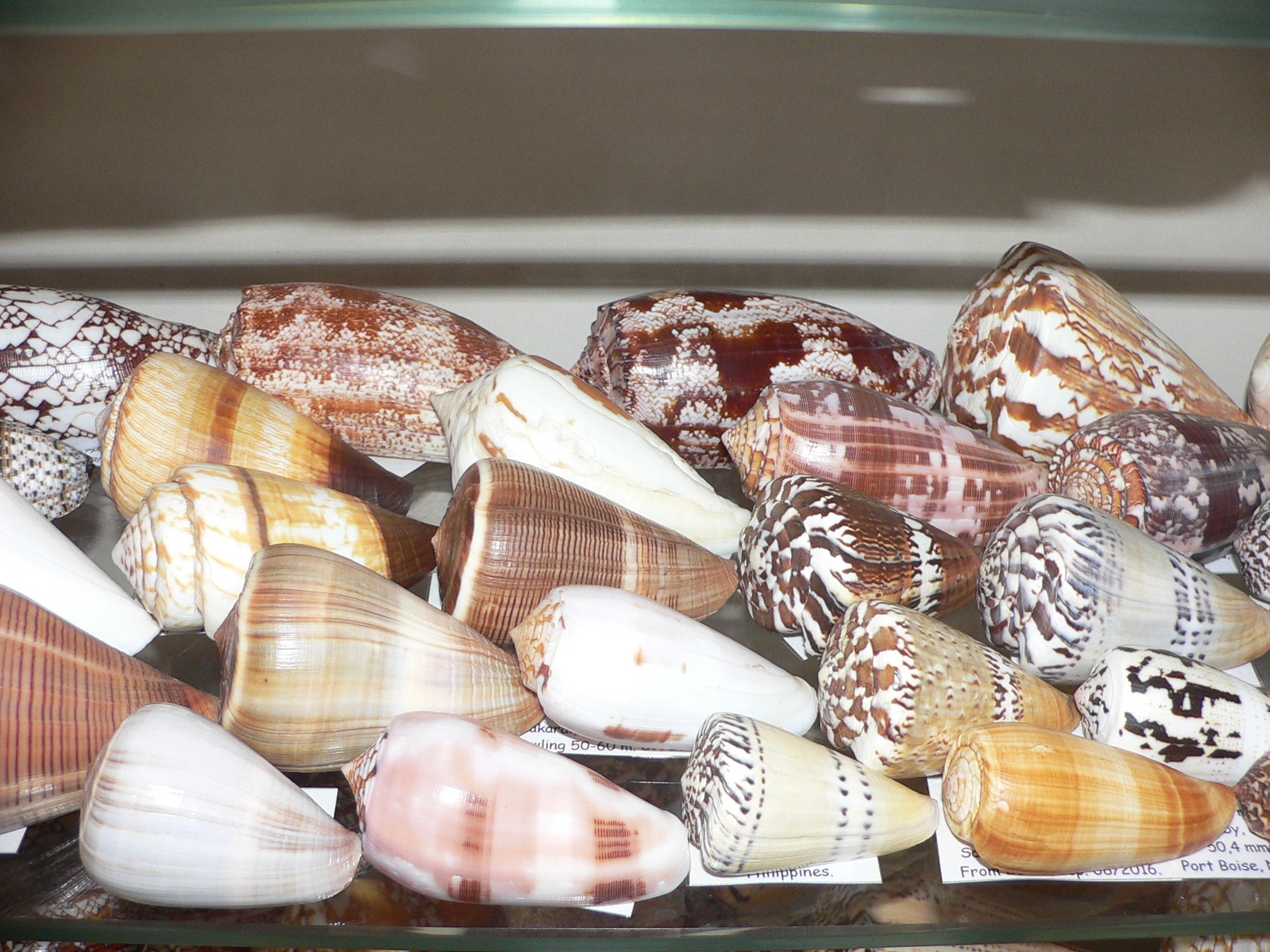 Conus fulmen kirai (var.) IDEAL