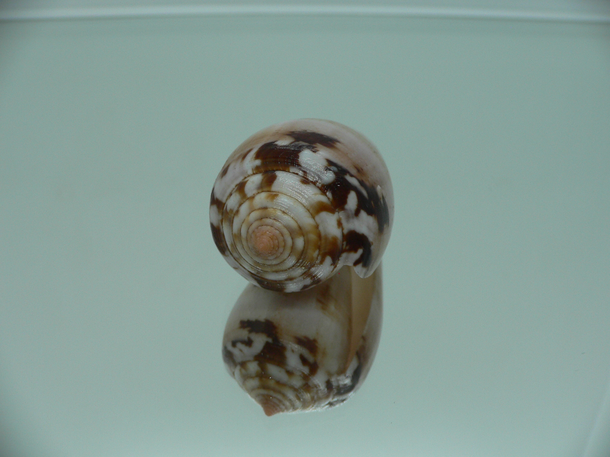 Conus fulmen kirai (var.) IDEAL