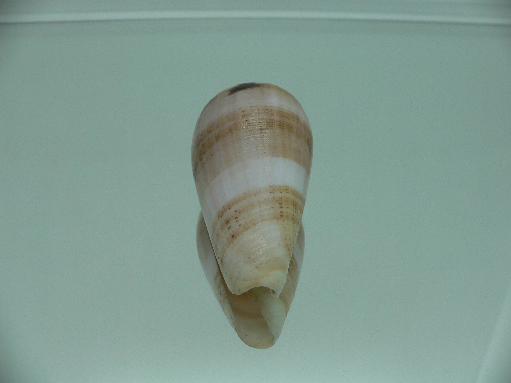 Conus fulmen kirai (var.) IDEAL