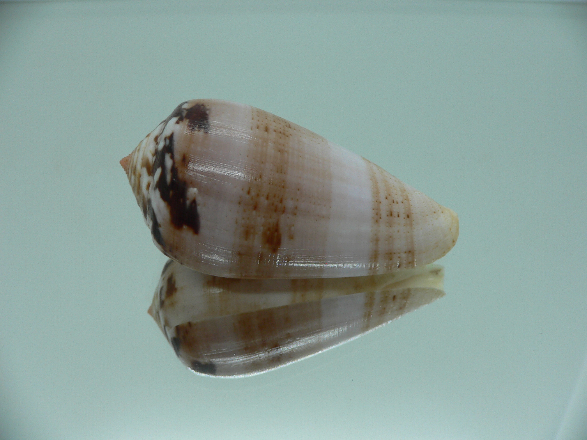 Conus fulmen kirai (var.) IDEAL