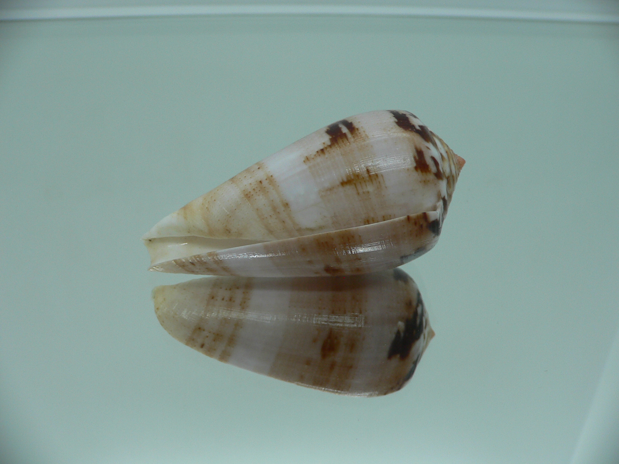Conus fulmen kirai (var.) IDEAL