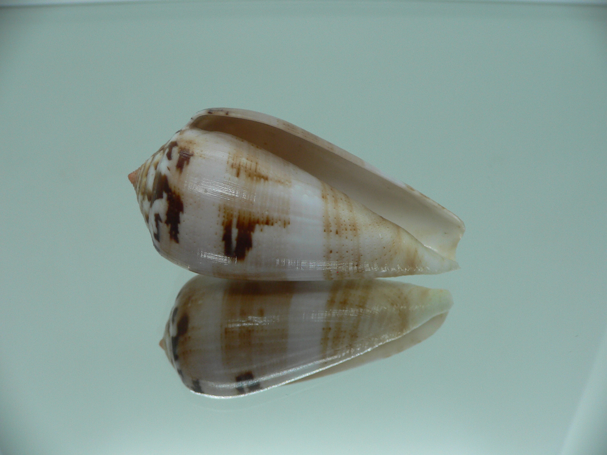 Conus fulmen kirai (var.) IDEAL