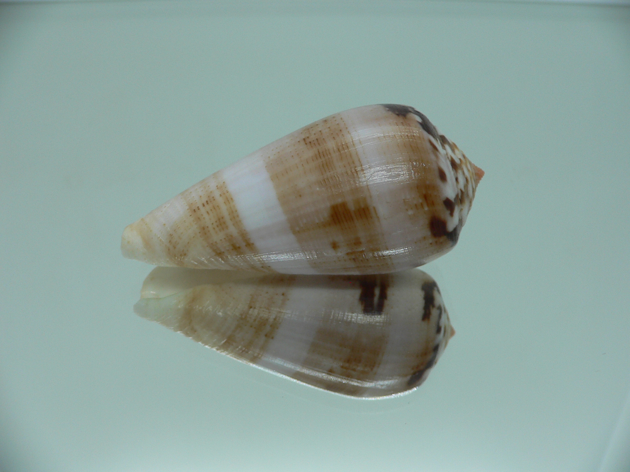 Conus fulmen kirai (var.) IDEAL