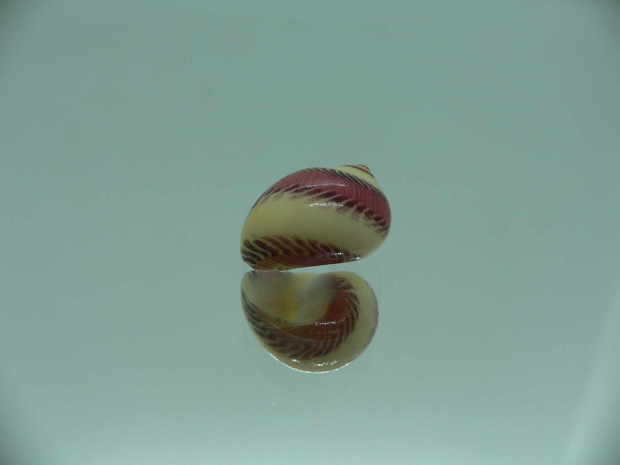 Neritina communis BICOLOR