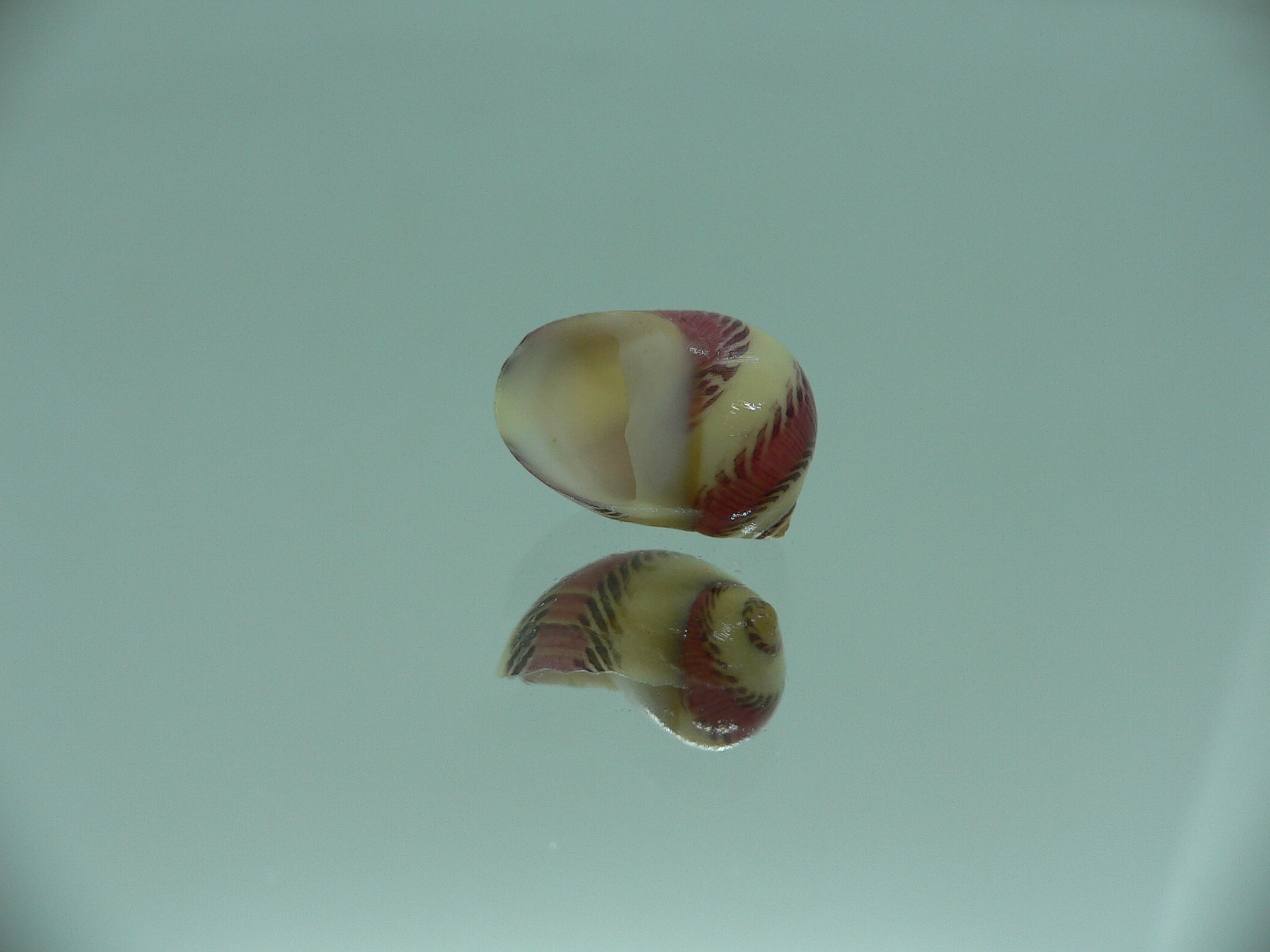 Neritina communis BICOLOR