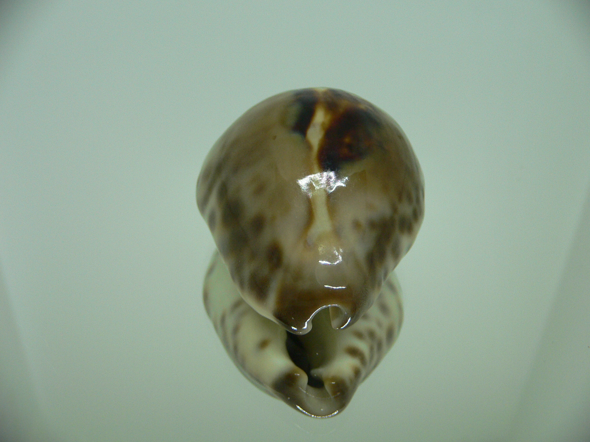 Barycypraea teulerei ENDEMIC & NEW POPULATION