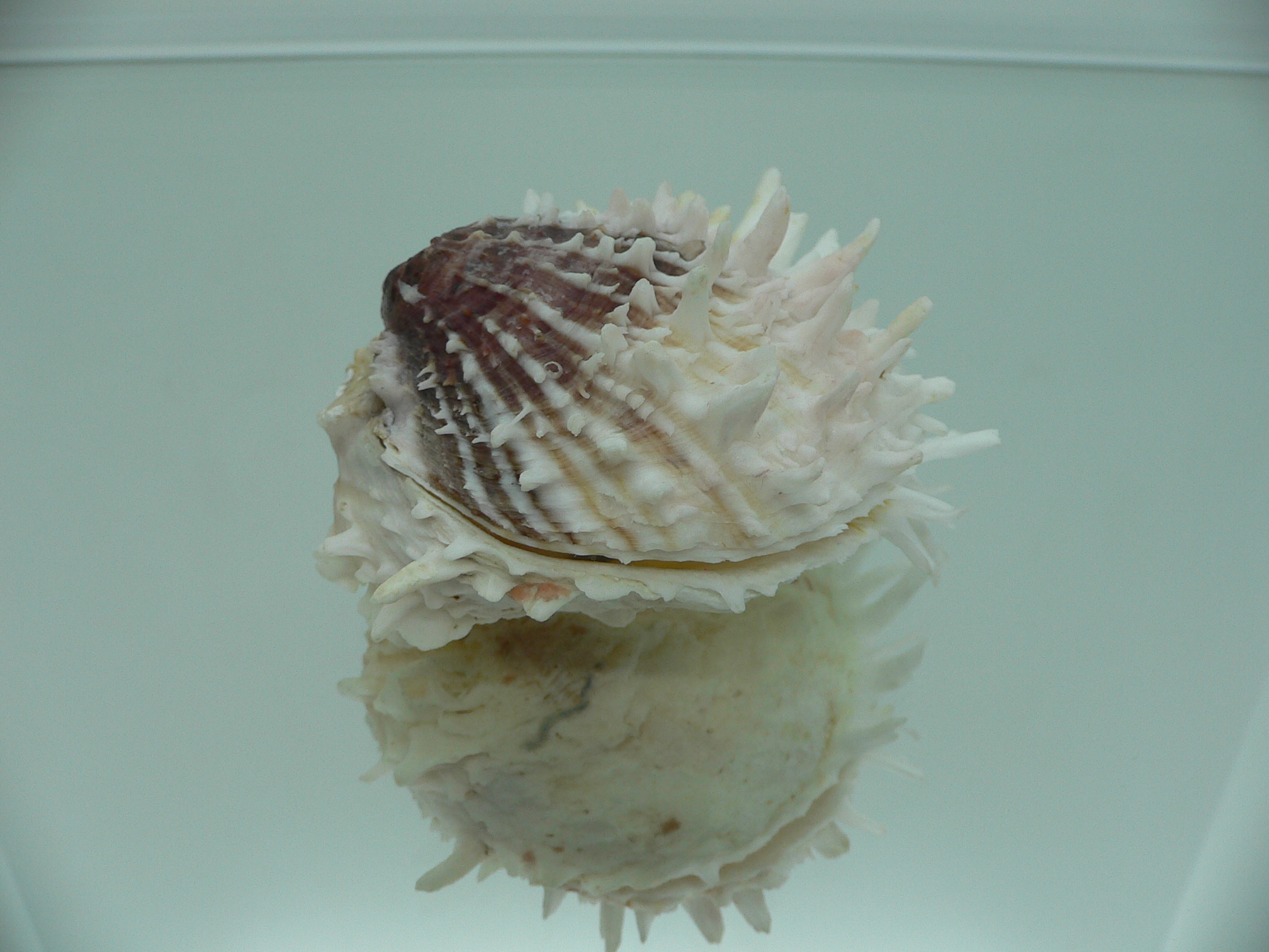 Spondylus ehinatus